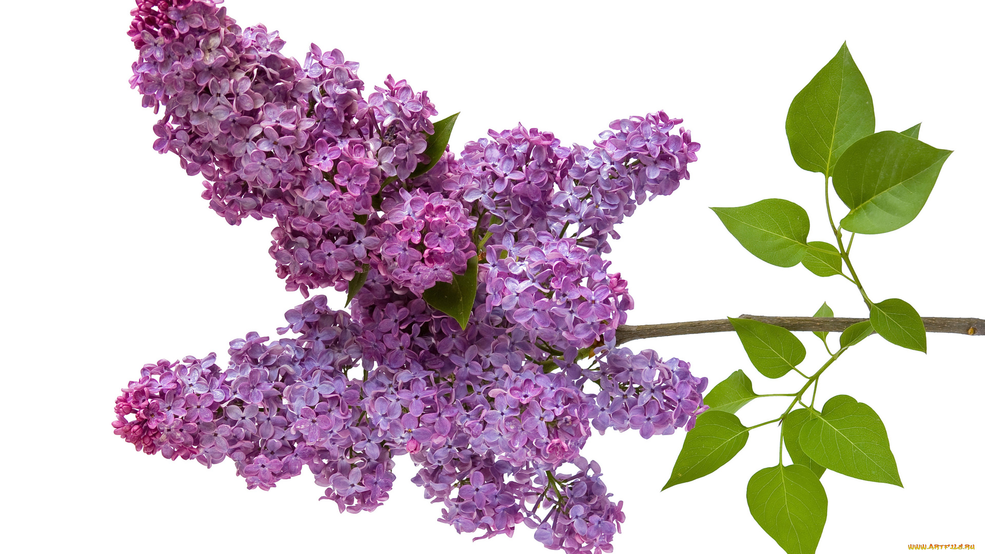 цветы, сирень, ветка