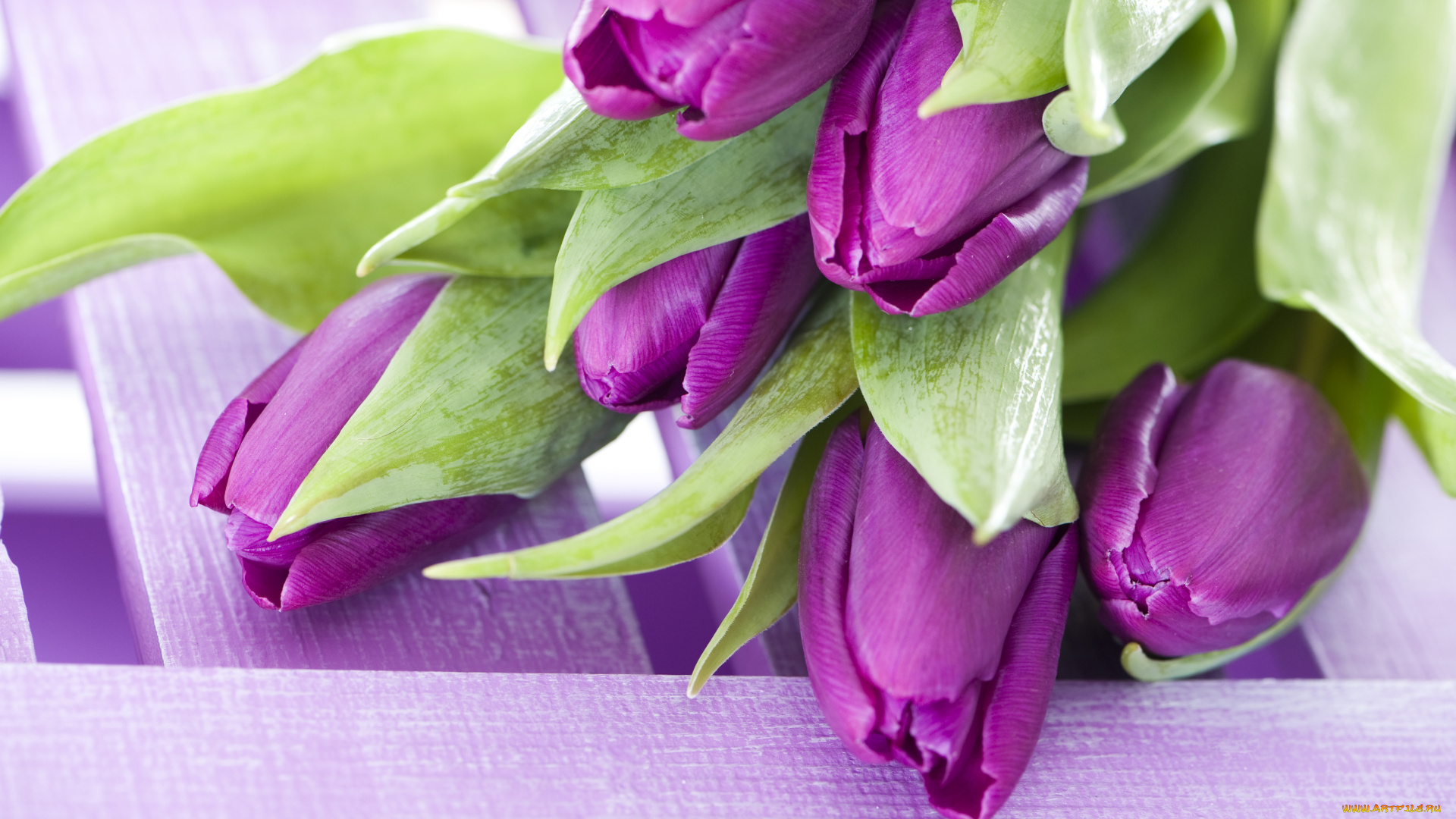 цветы, тюльпаны, сиреневый