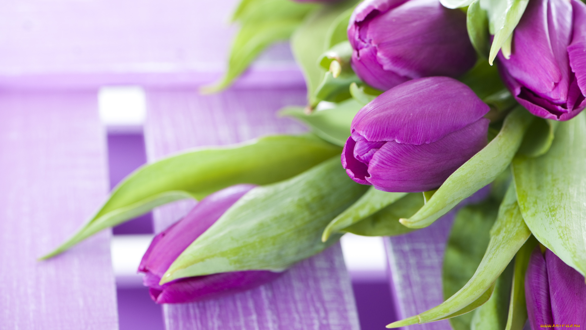 цветы, тюльпаны, сиреневый