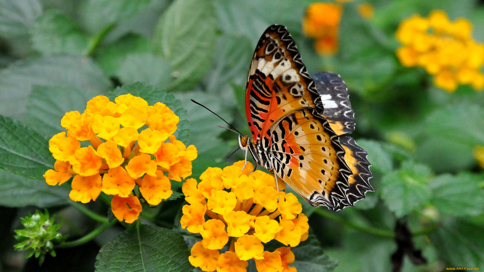 животные, бабочки, крылья, лантана