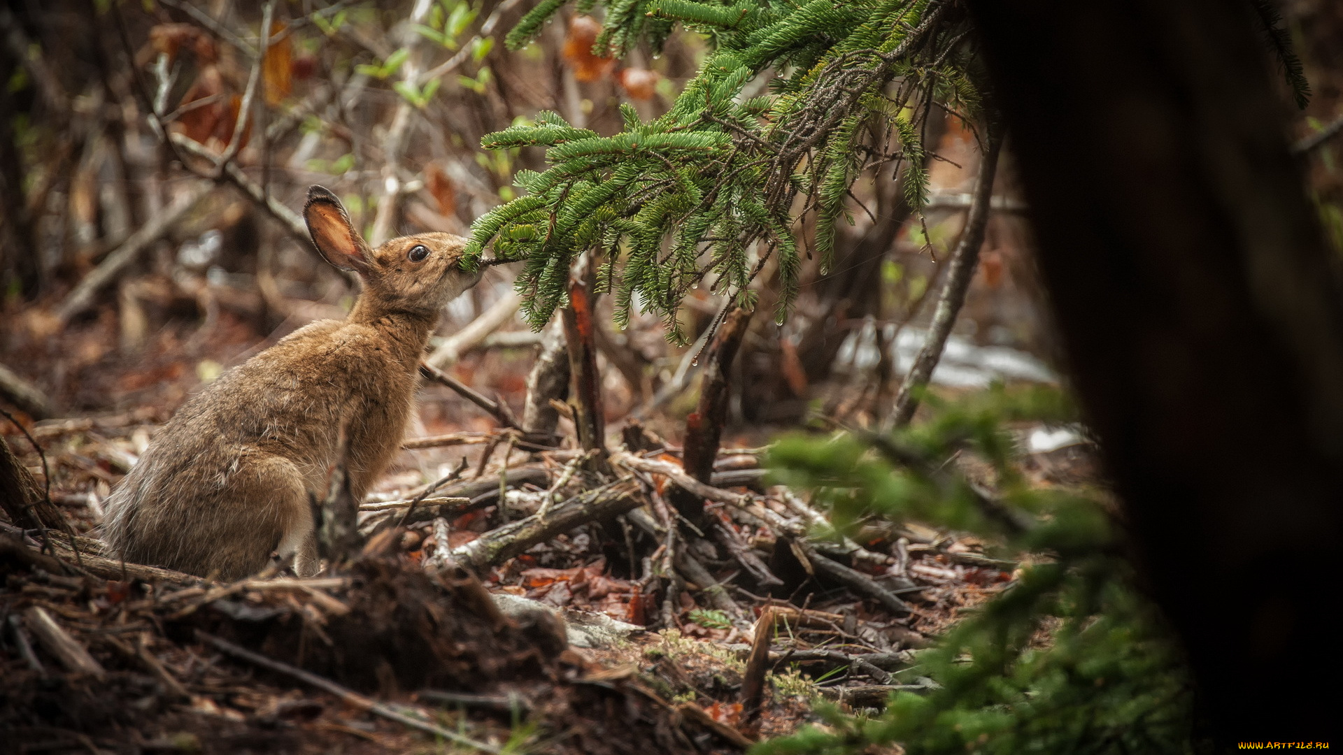 животные, кролики, зайцы, заяц, природа, деревья