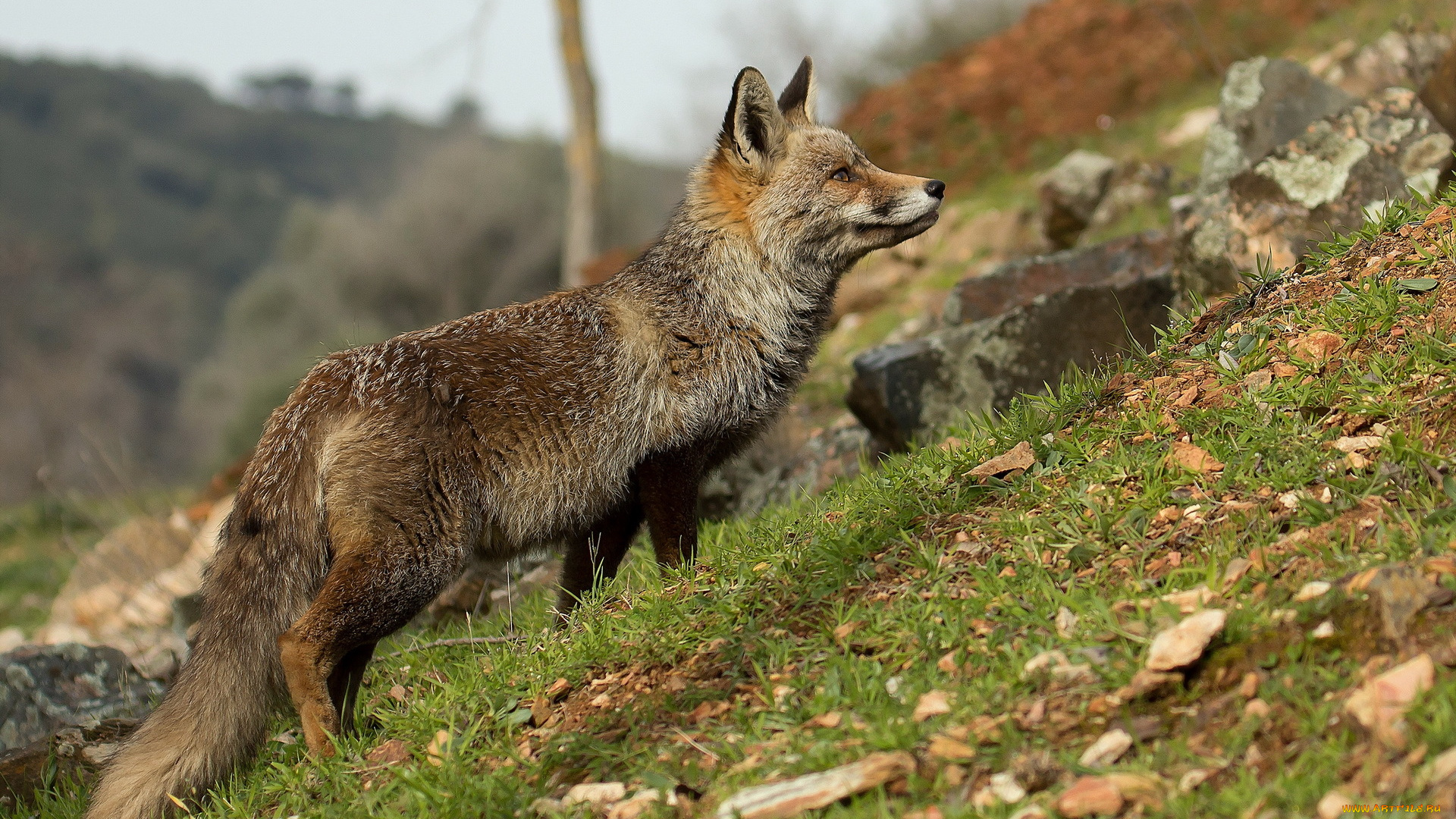 животные, лисы, природа, фон, лиса