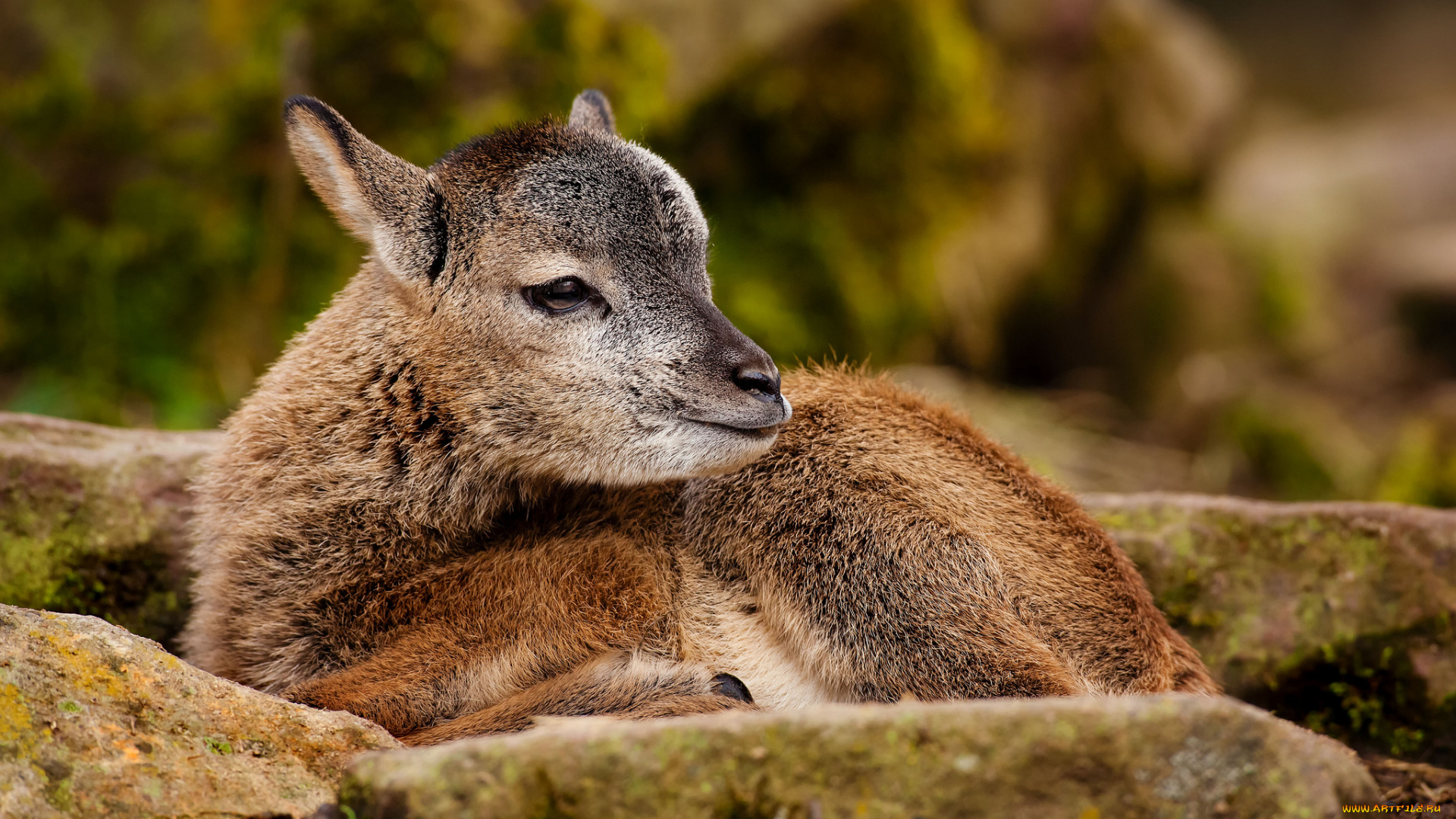 животные, овцы, бараны, муфлон, малыш