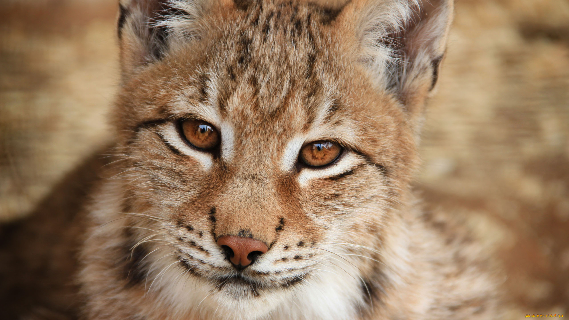 животные, рыси, морда, рысь