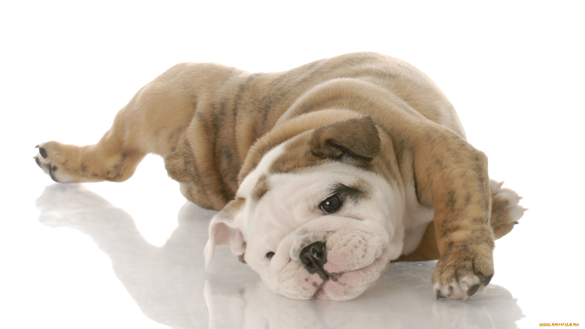 животные, собаки, английский, бульдог, белый, фон, щенок, собака