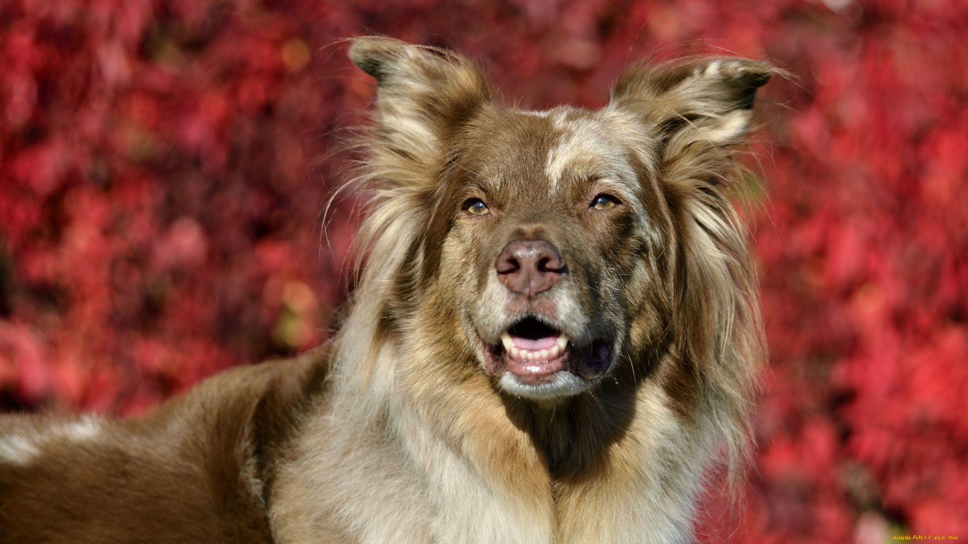 животные, собаки, фон, взгляд, собака