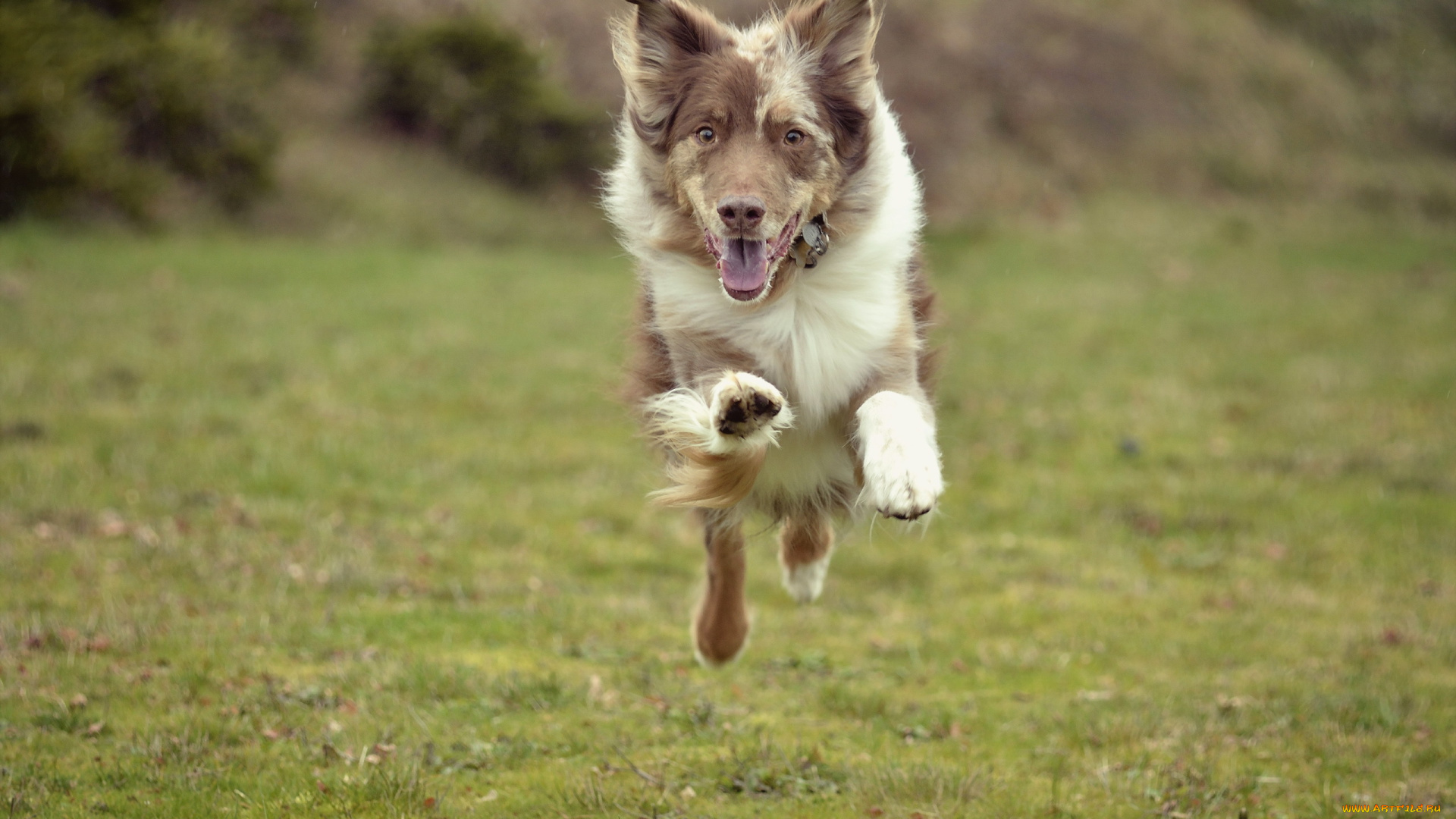 животные, собаки, поле, собака, бег