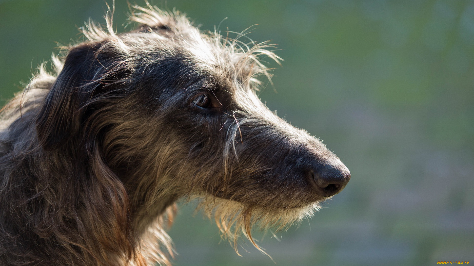 животные, собаки, sighthound, собака, взгляд
