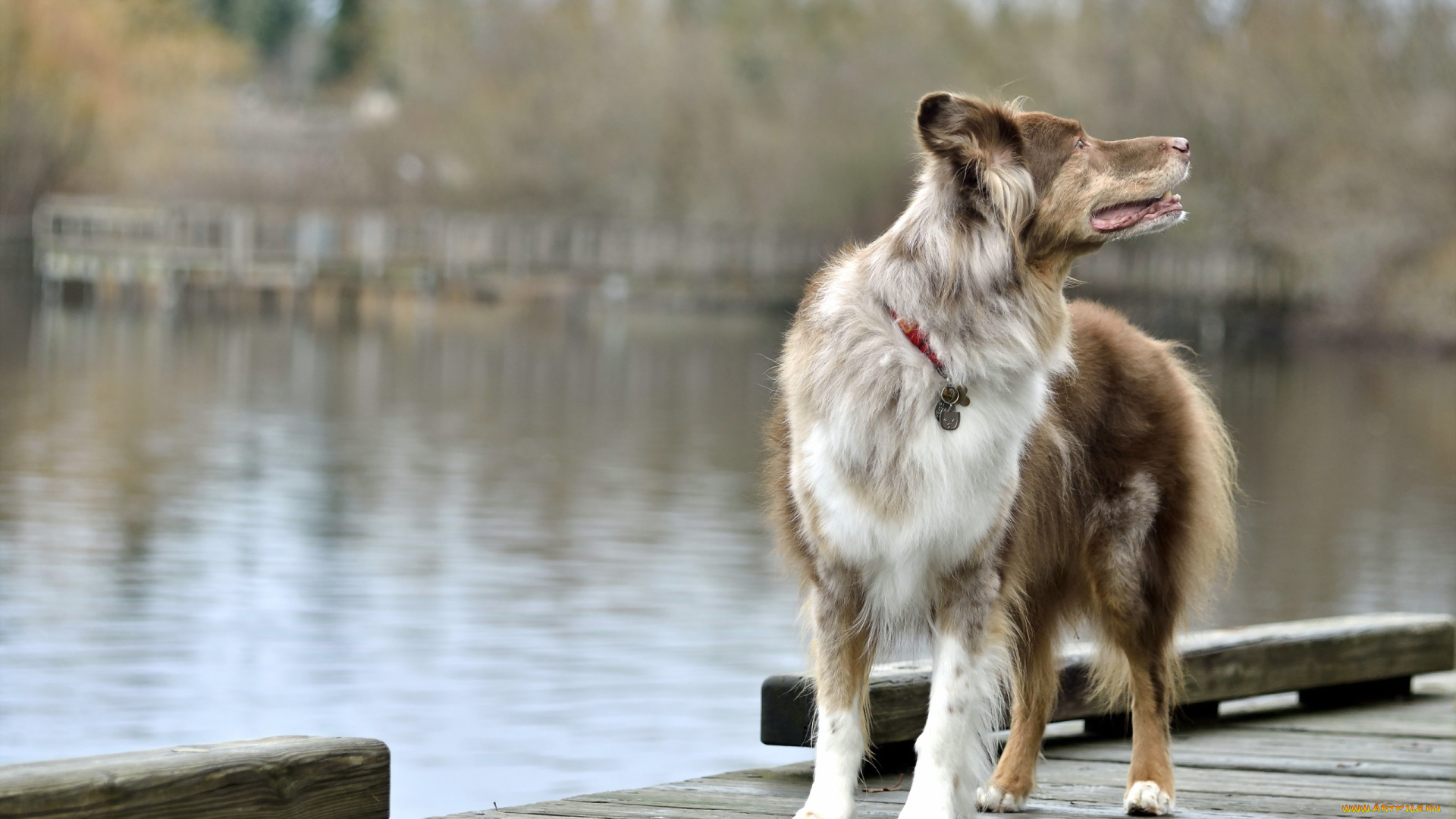 животные, собаки, собака, мост, озеро