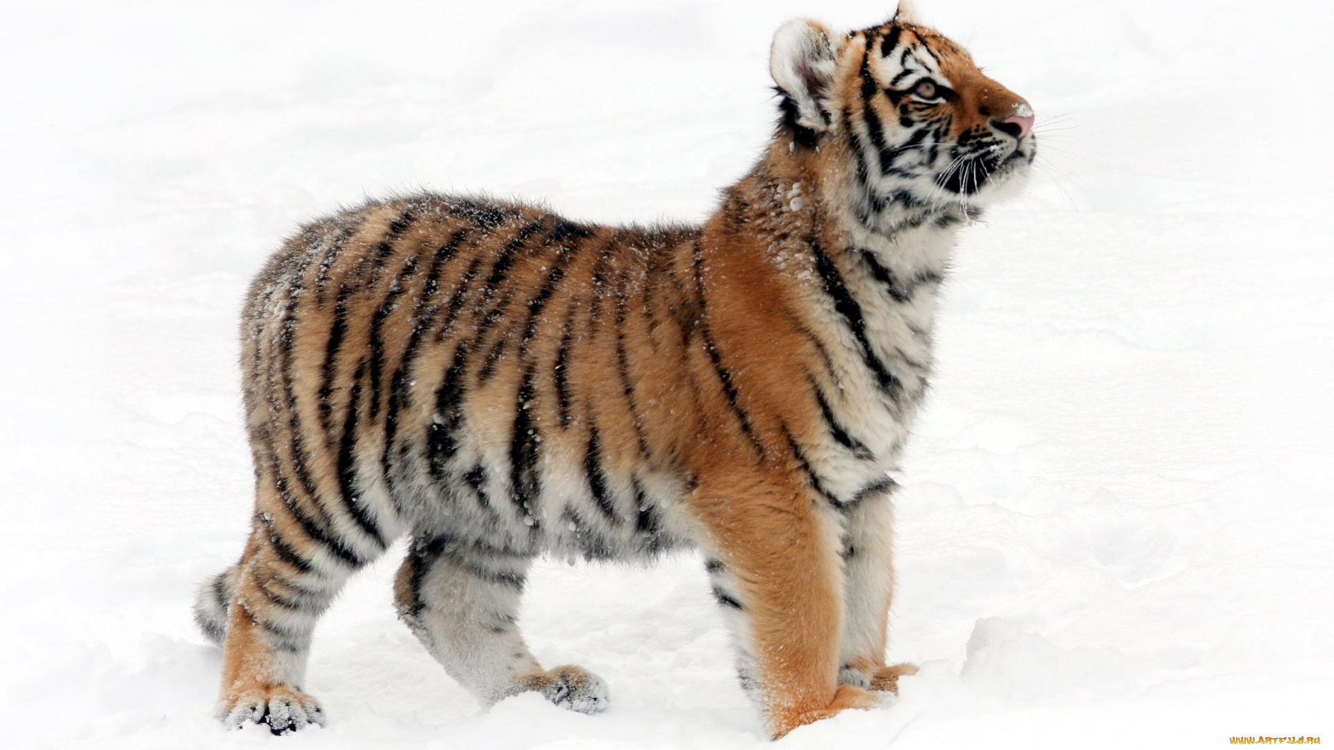 животные, тигры, детеныш, тигренок