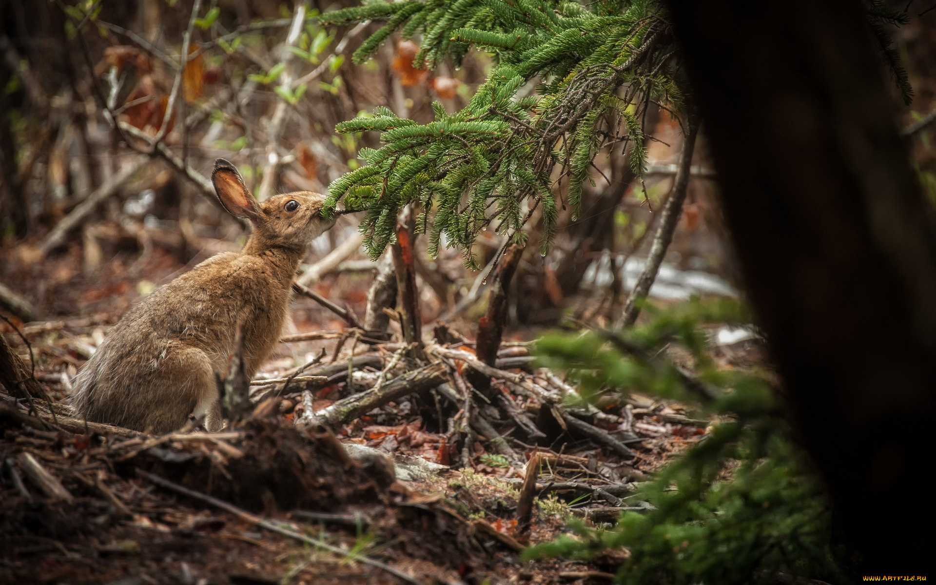 животные, кролики, зайцы, заяц, природа, деревья