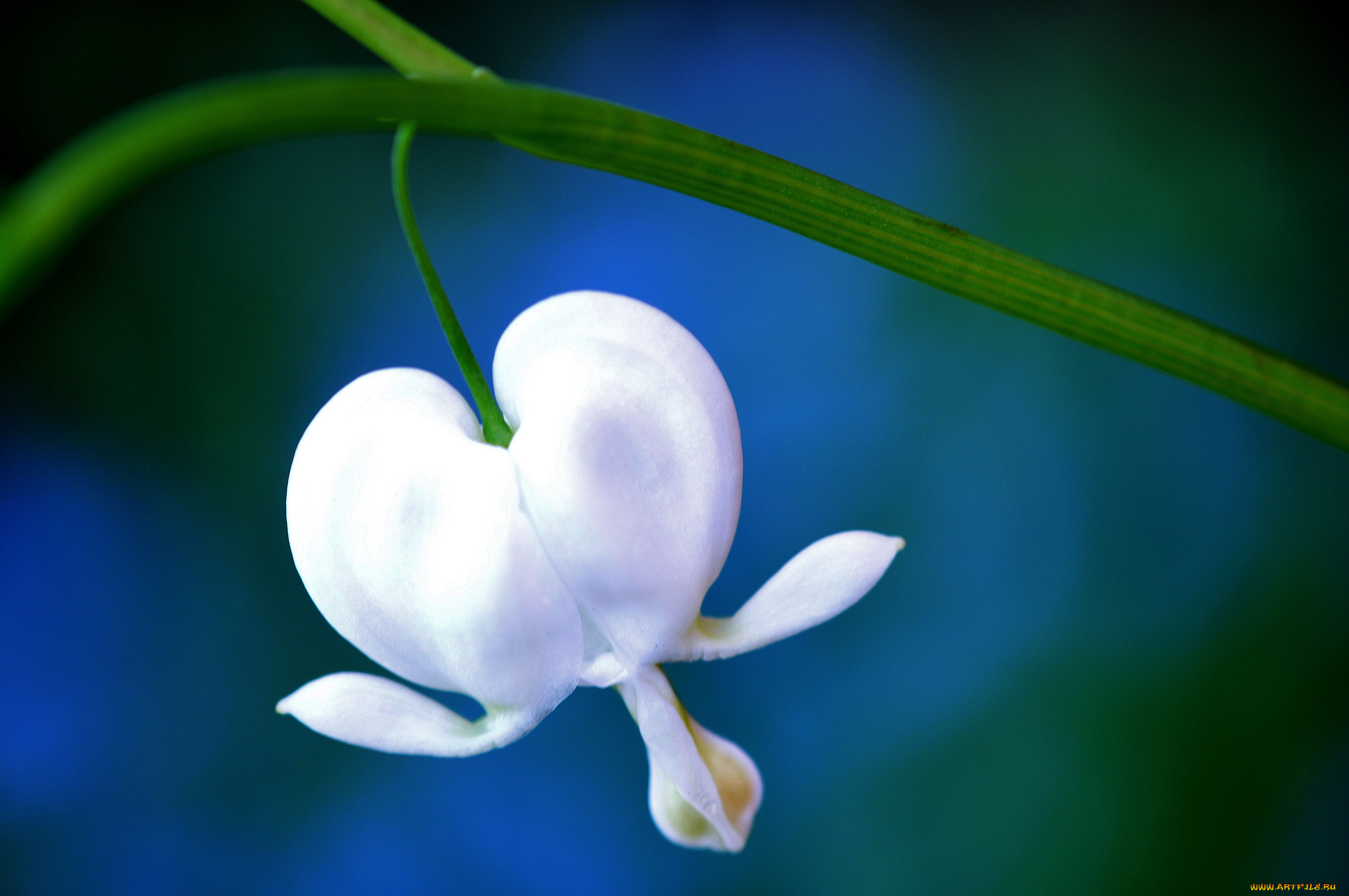 цветы, дицентра, разбитое, сердце, белый