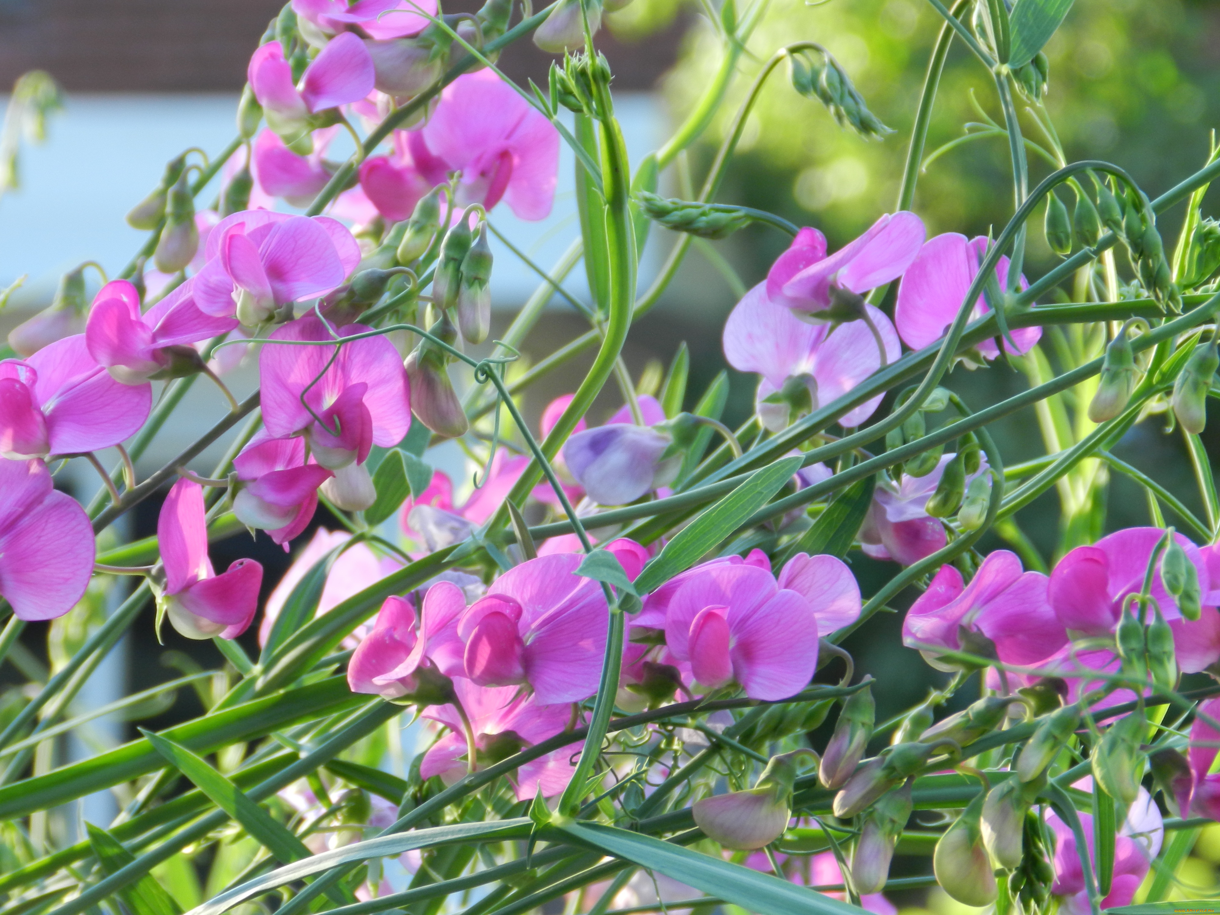 цветы, душистый, горошек, розовый