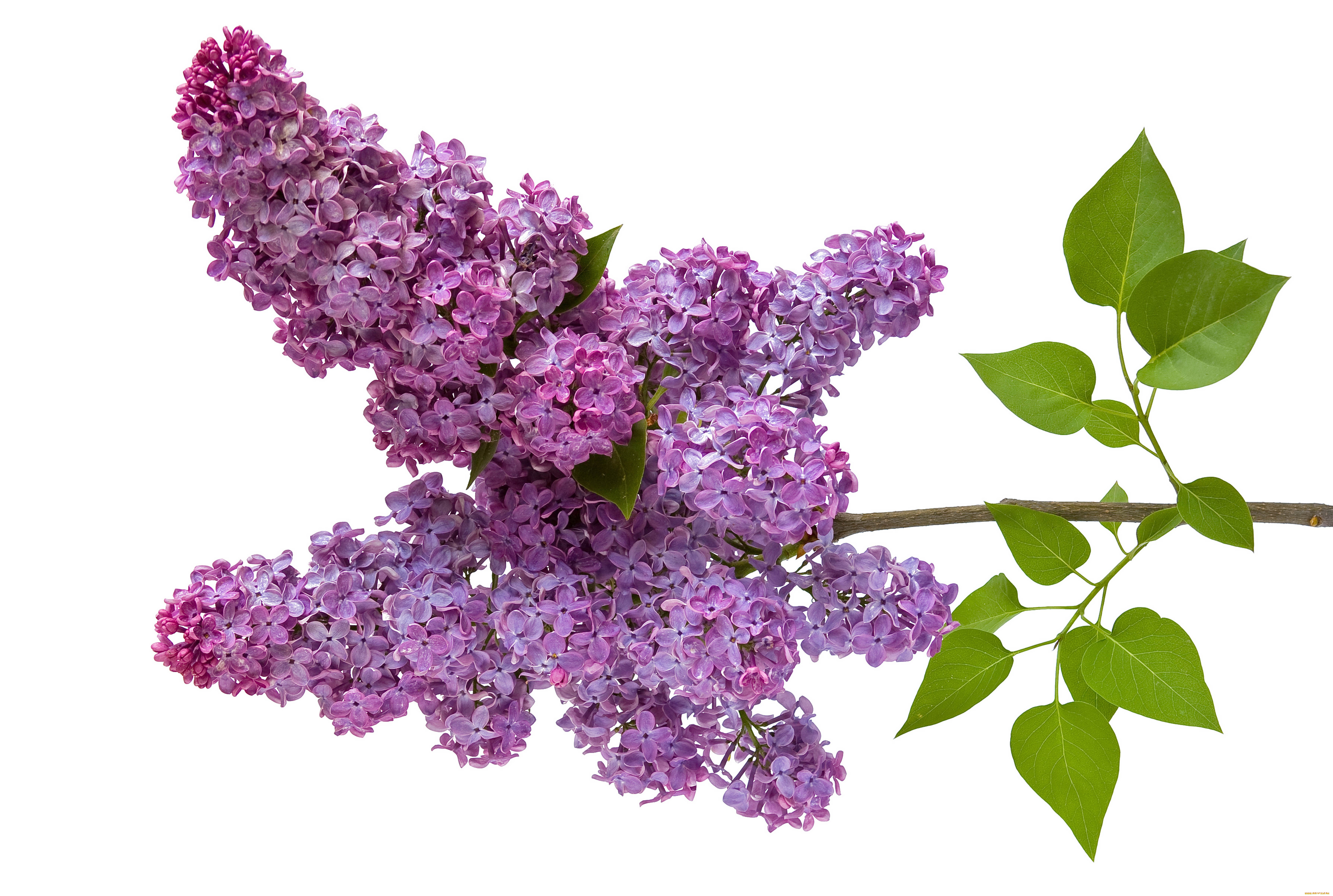 цветы, сирень, ветка