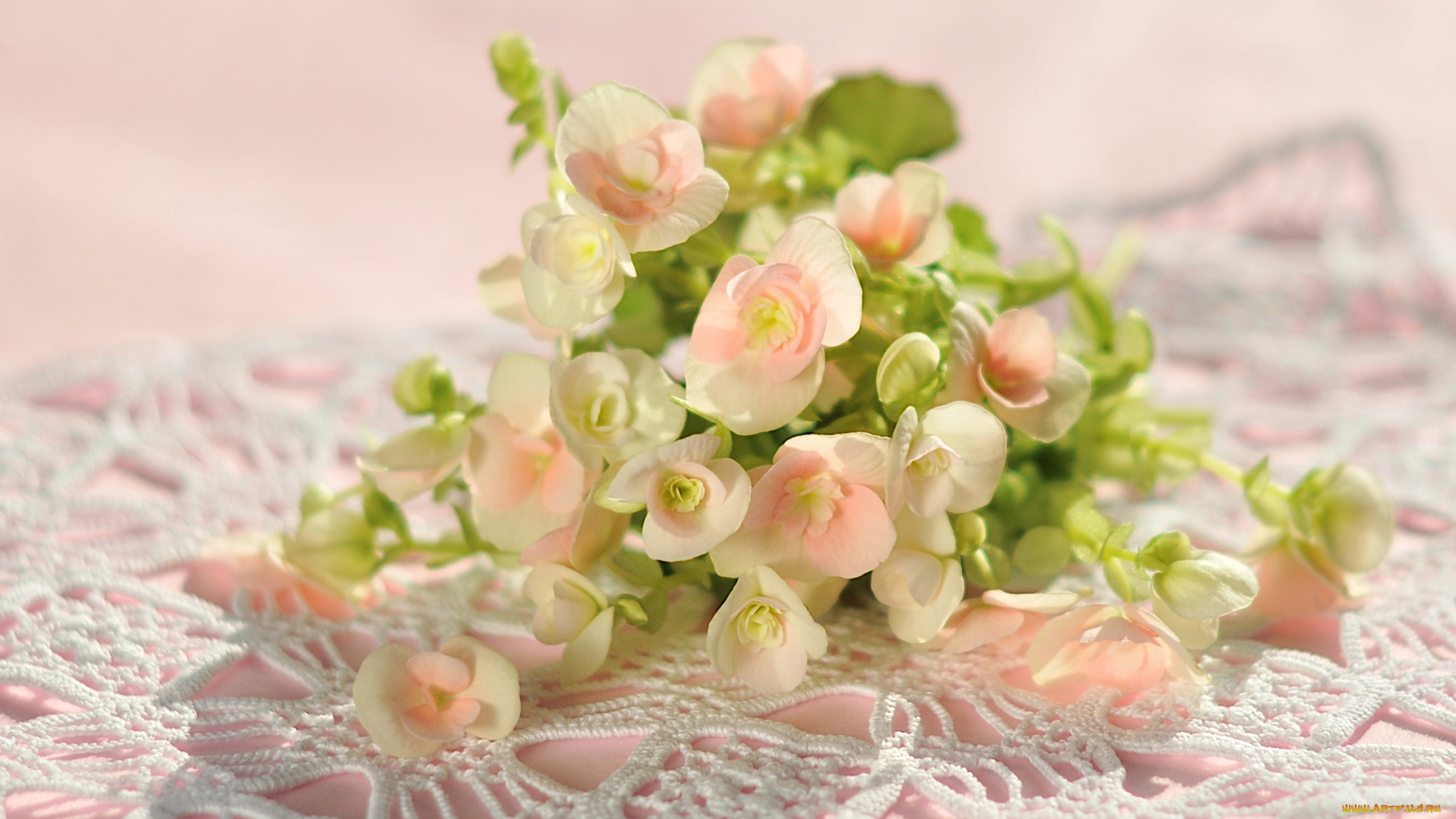 цветы, бегония, розовый