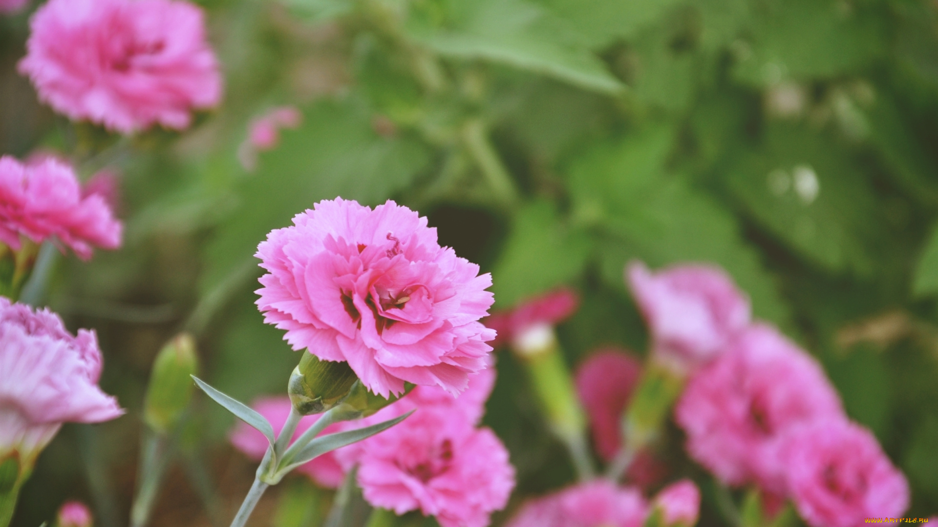 цветы, гвоздики, розовый, зеленый, природа