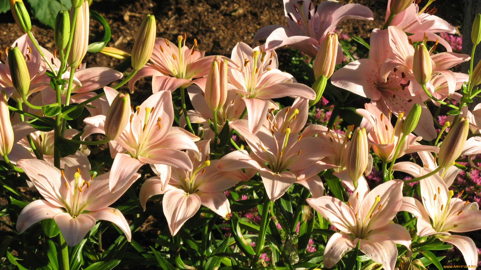 цветы, лилии, , лилейники, сад