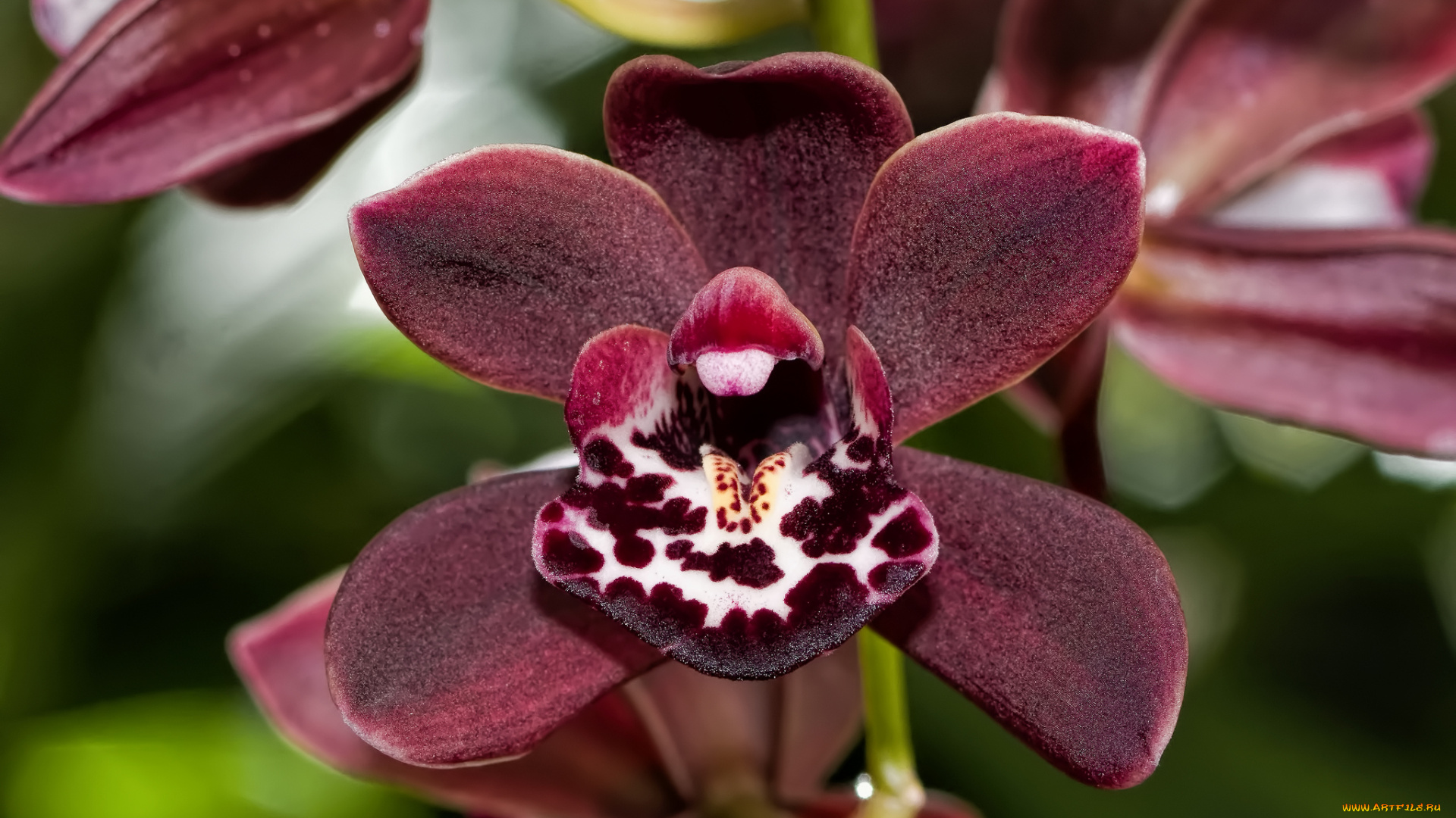 цветы, орхидеи, экзотика