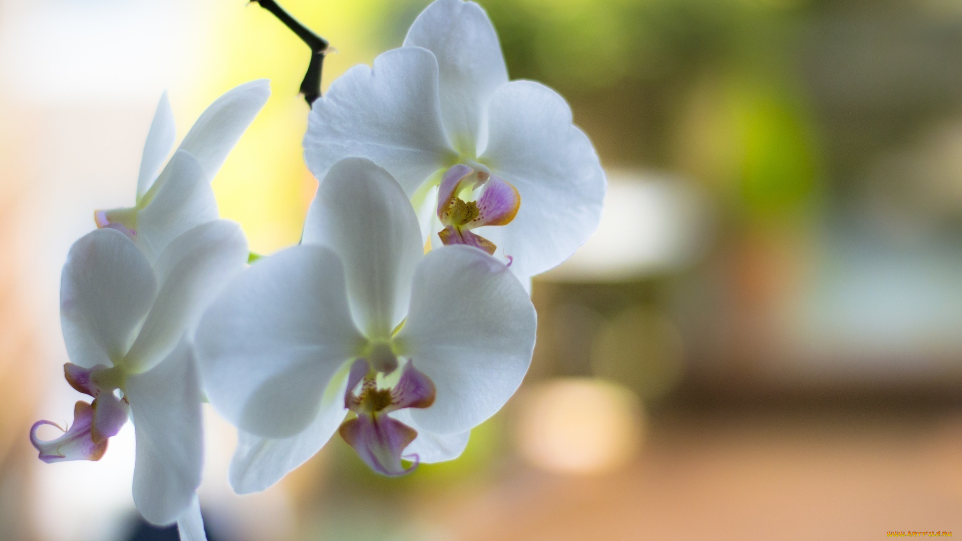 цветы, орхидеи, ветка, белые