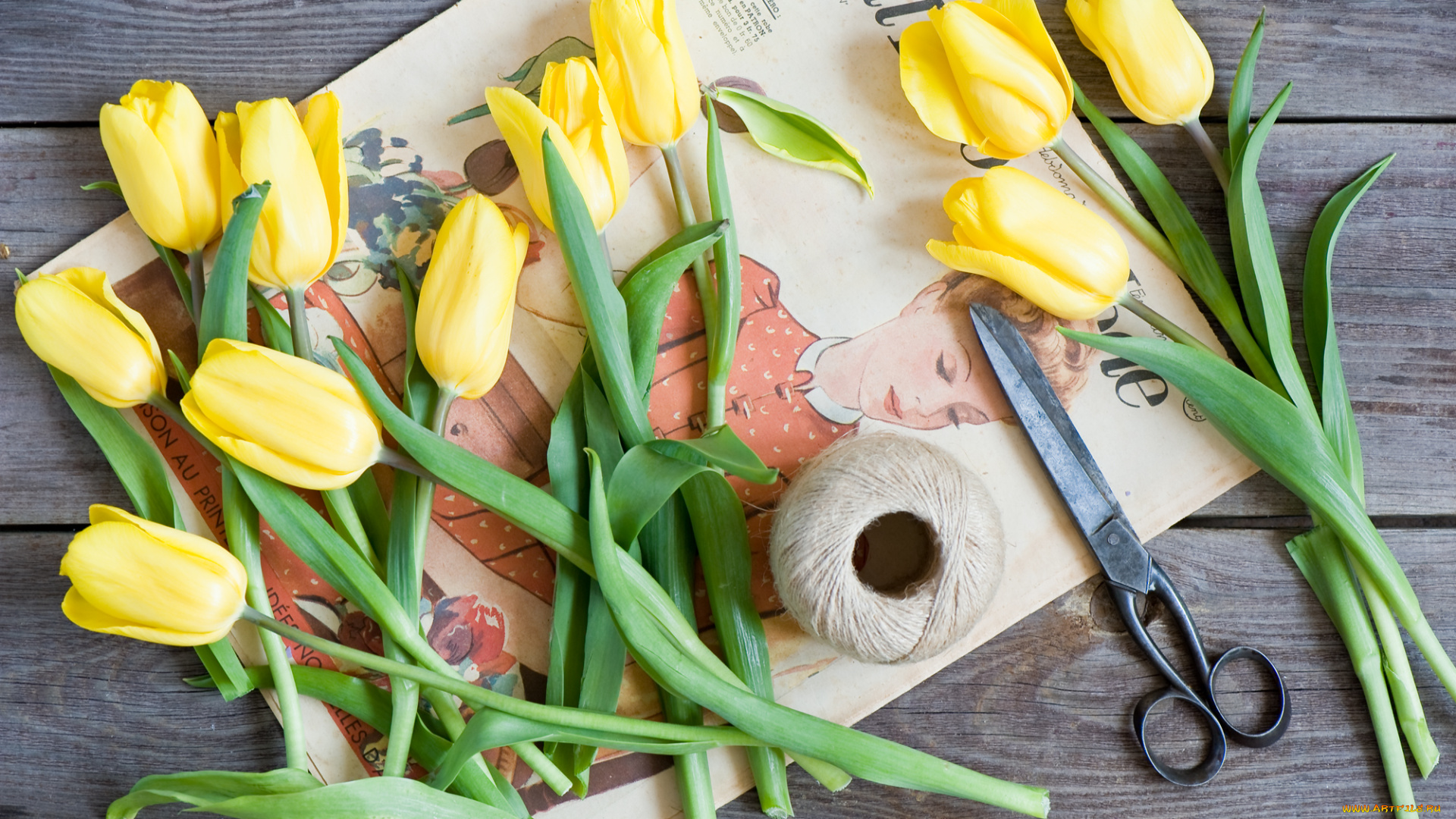 цветы, тюльпаны, желтые