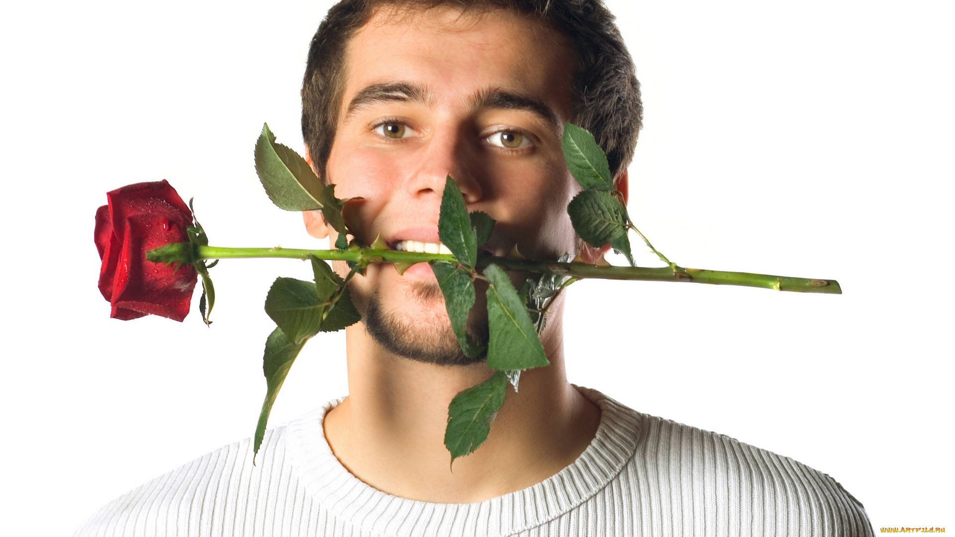 мужчины, -, unsort, борода, цветок, роза, парень