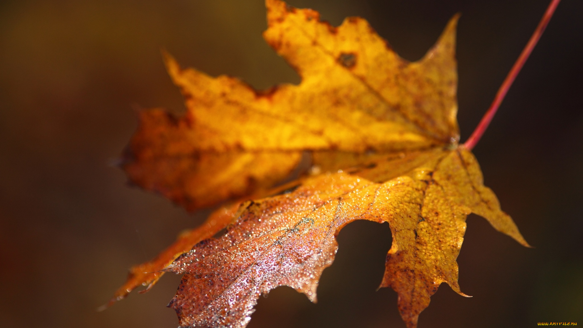 природа, листья, капли, макро, осень