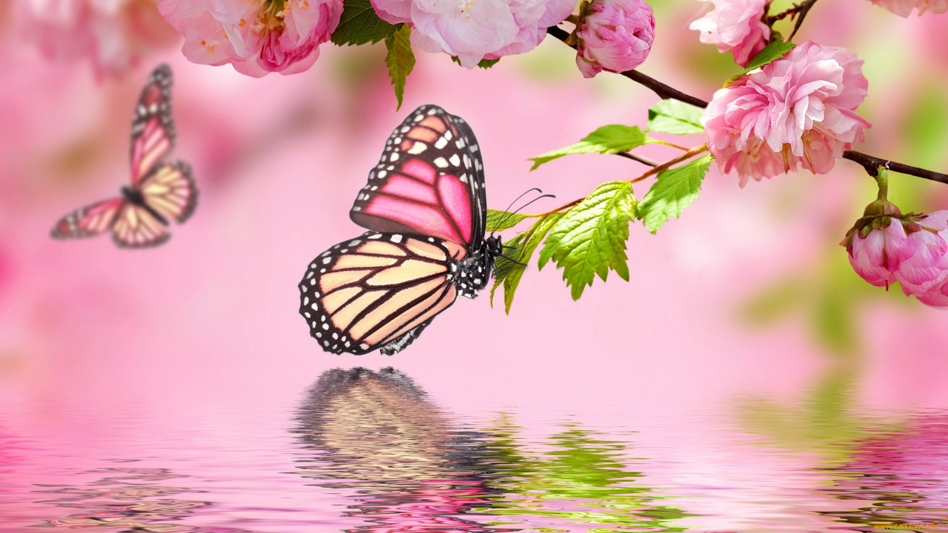 разное, компьютерный, дизайн, бабочки, цветы, вода