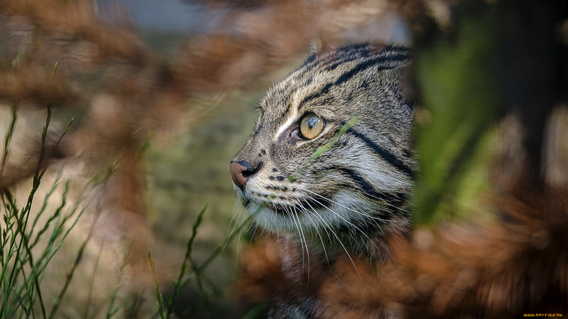 животные, дикие, кошки, трава, профиль, морда, кошка-рыболов