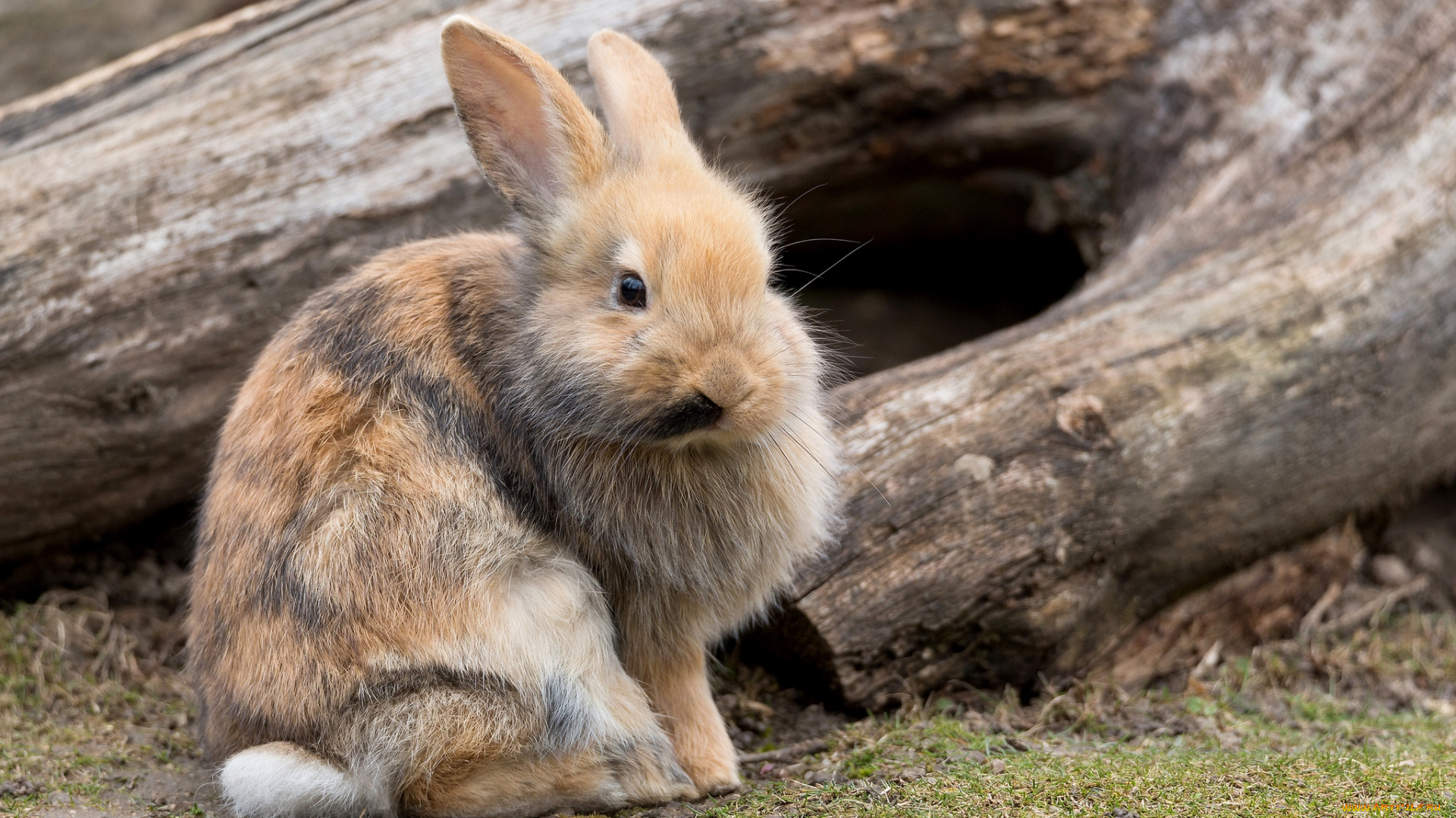 животные, кролики, , зайцы, пушистик