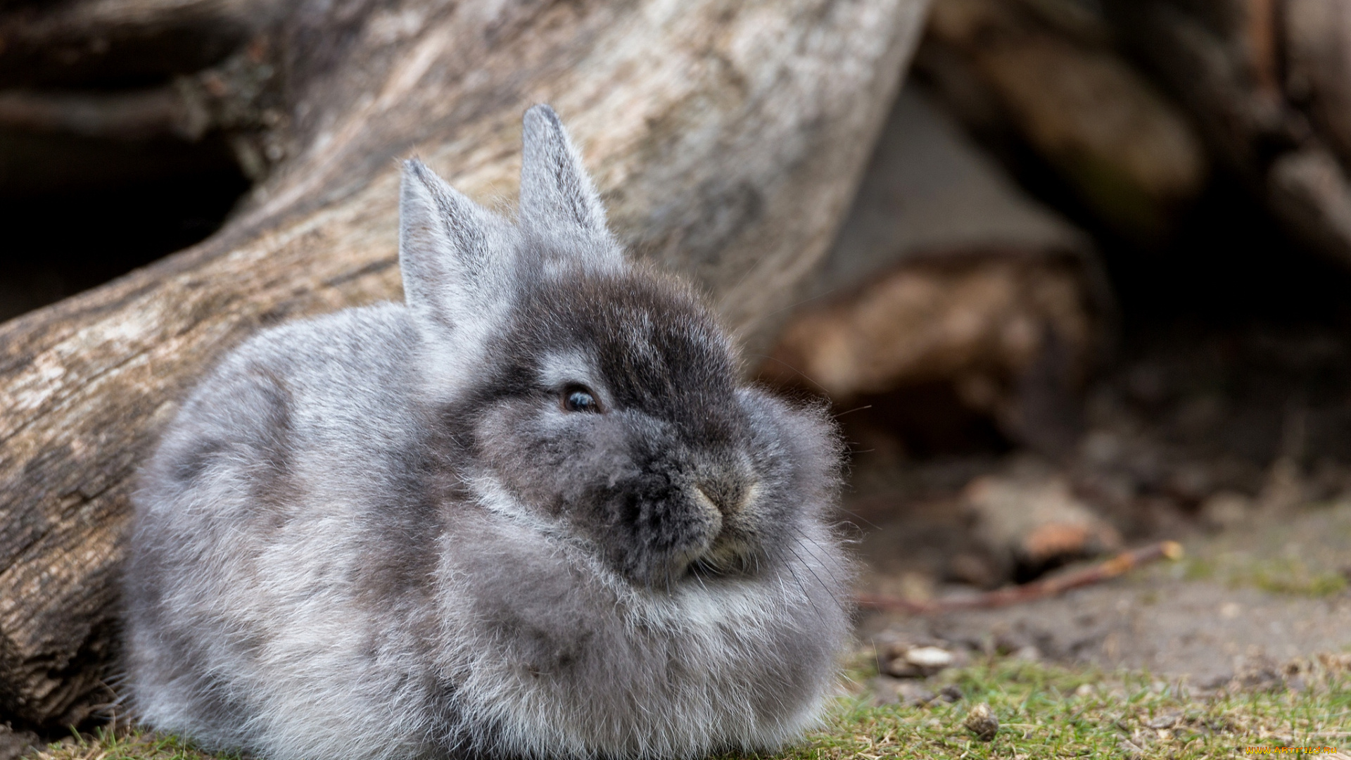 животные, кролики, , зайцы, пушистик
