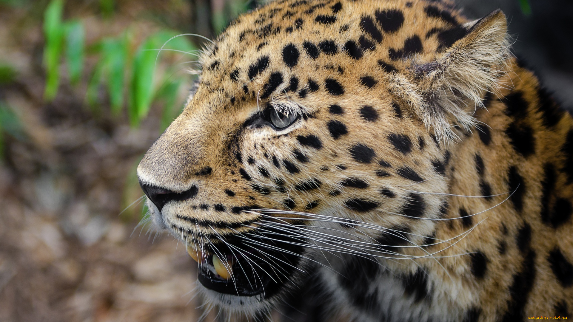 животные, леопарды, морда, кошка