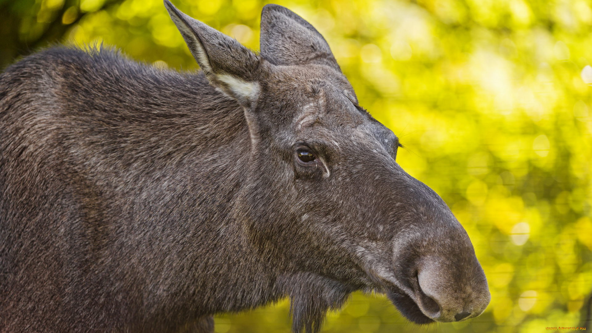 животные, лоси, портрет