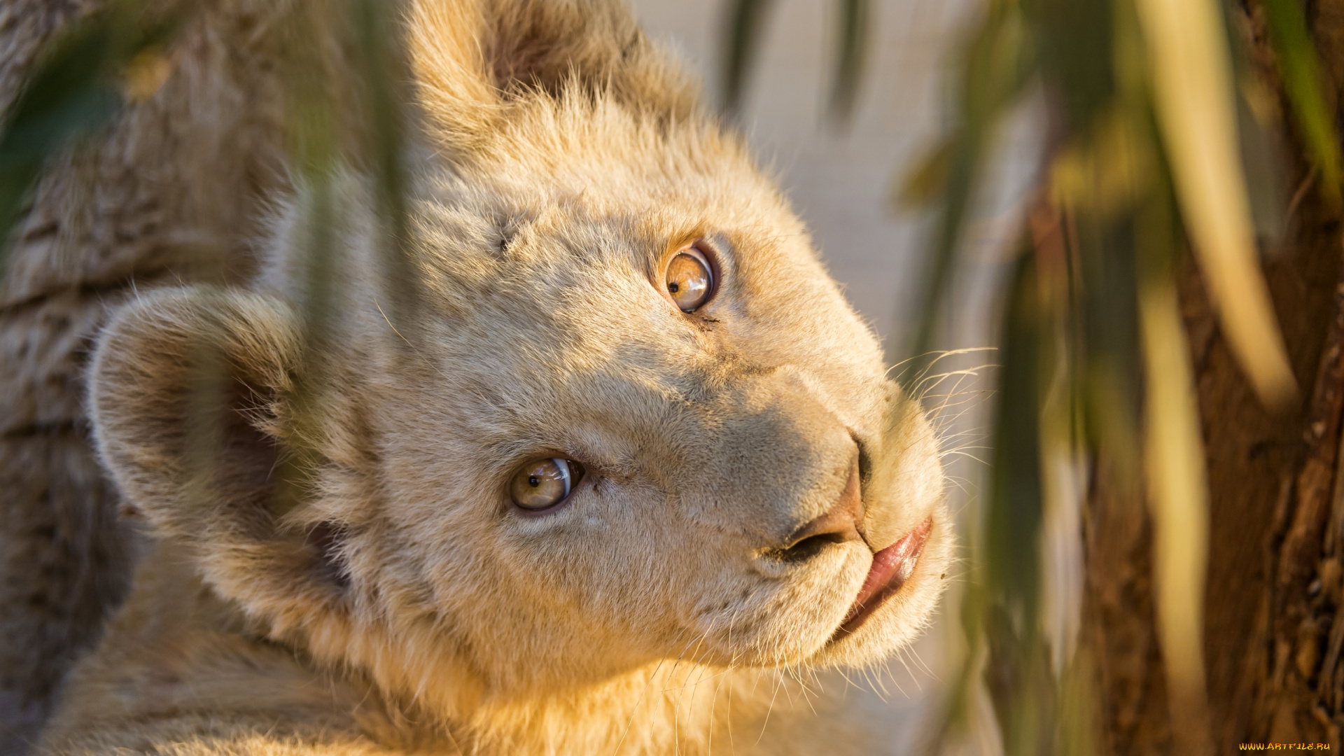 животные, львы, чудо