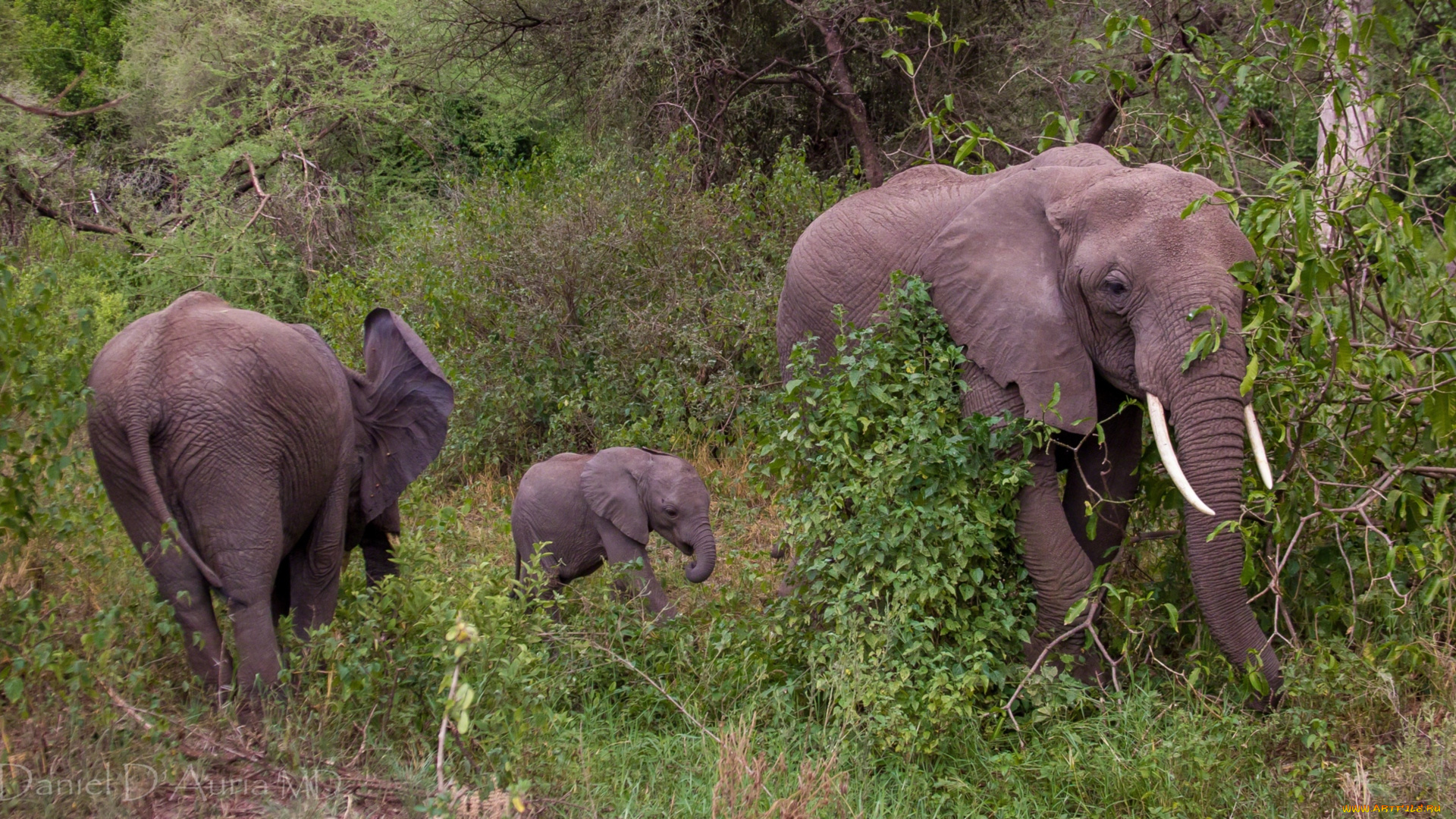 животные, слоны, семья