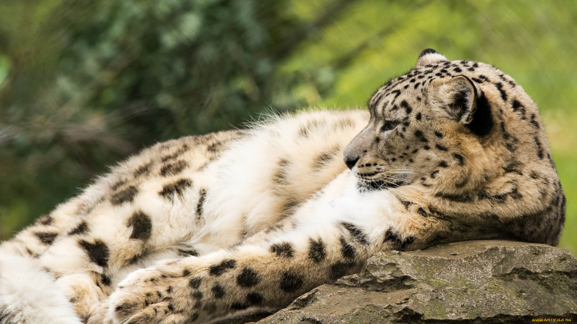 животные, снежный, барс, , ирбис, отдых, профиль, скалы, камни, кошка