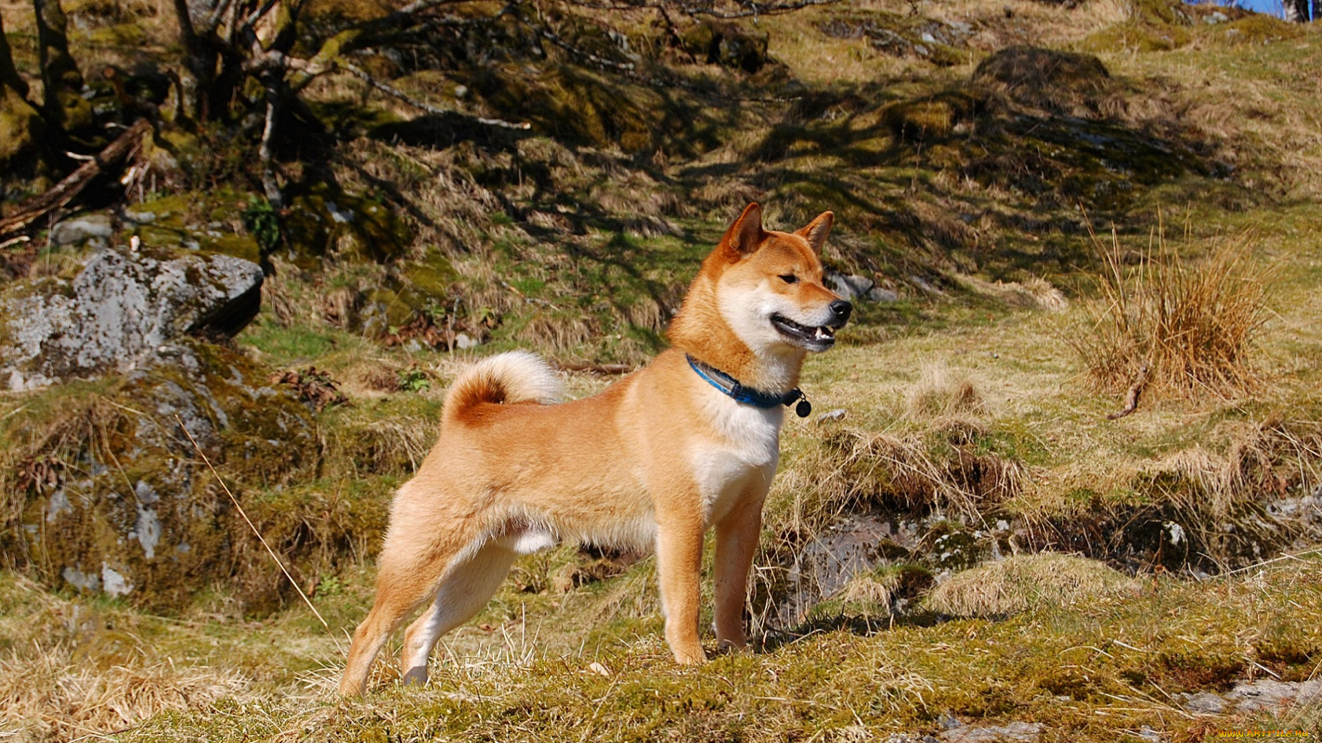 животные, собаки, трава, собака, на, природе, прогулка