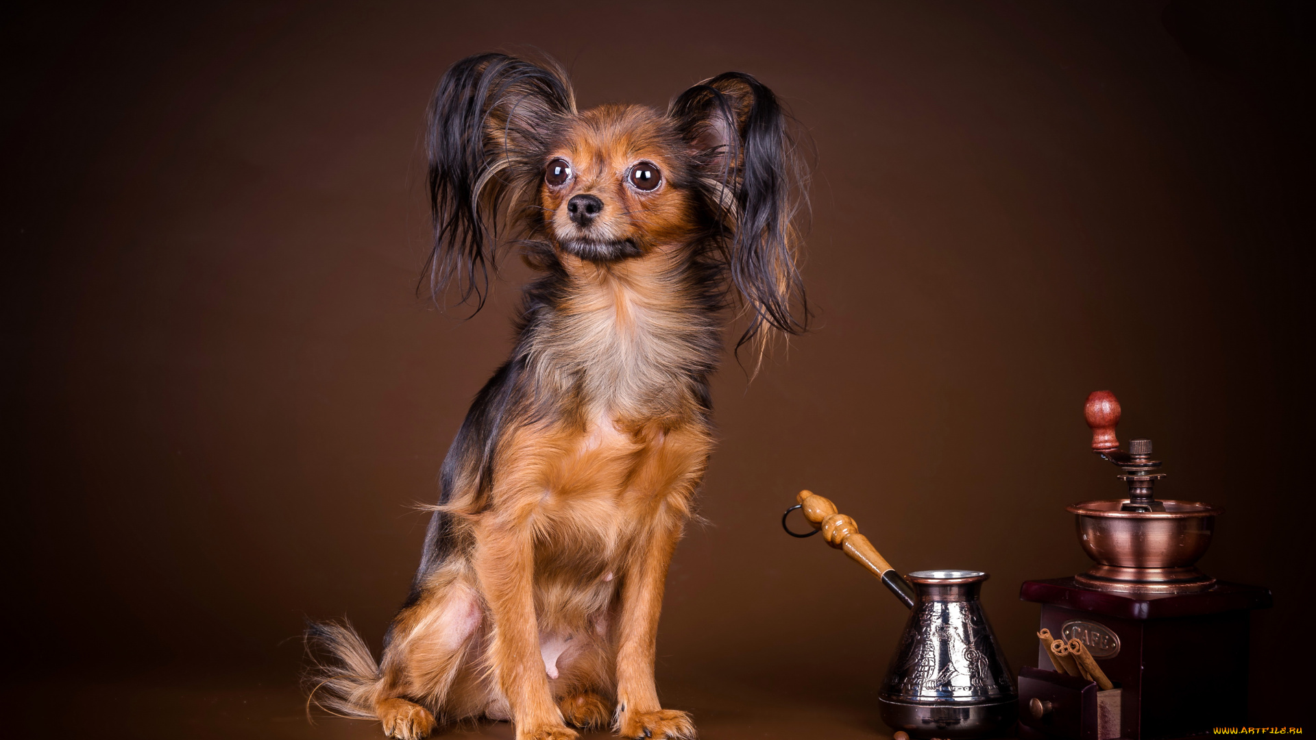 животные, собаки, зерна, той, терьер, кофе