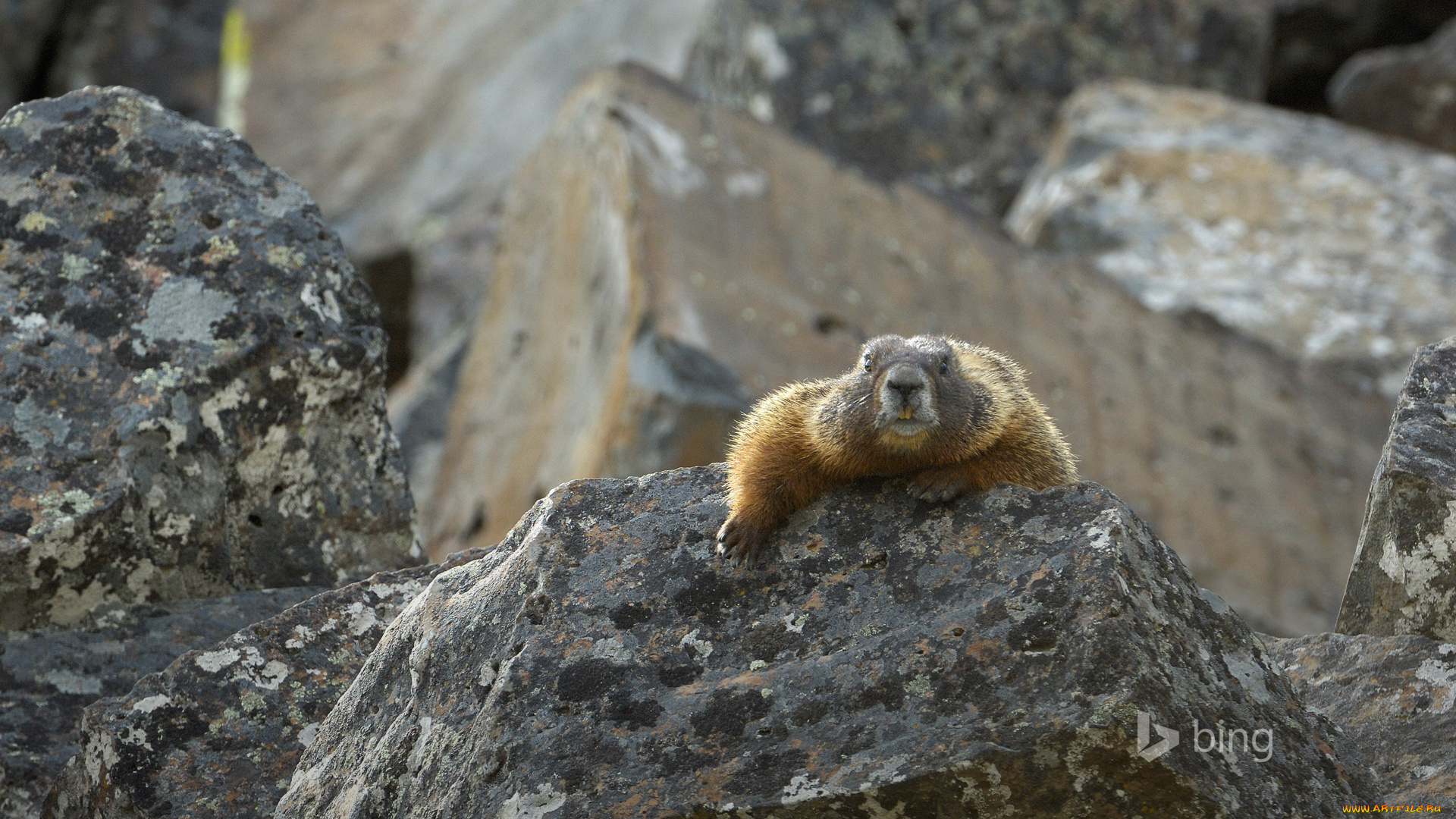 животные, суслики, , сурки, взгляд, камни