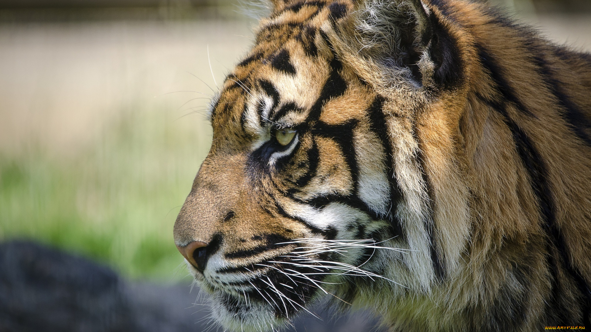 животные, тигры, профиль, морда, кошка