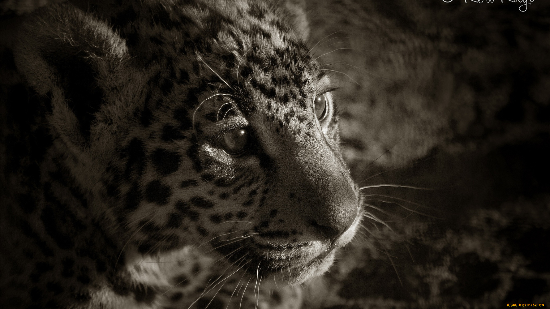 животные, Ягуары, морда, детеныш, котенок