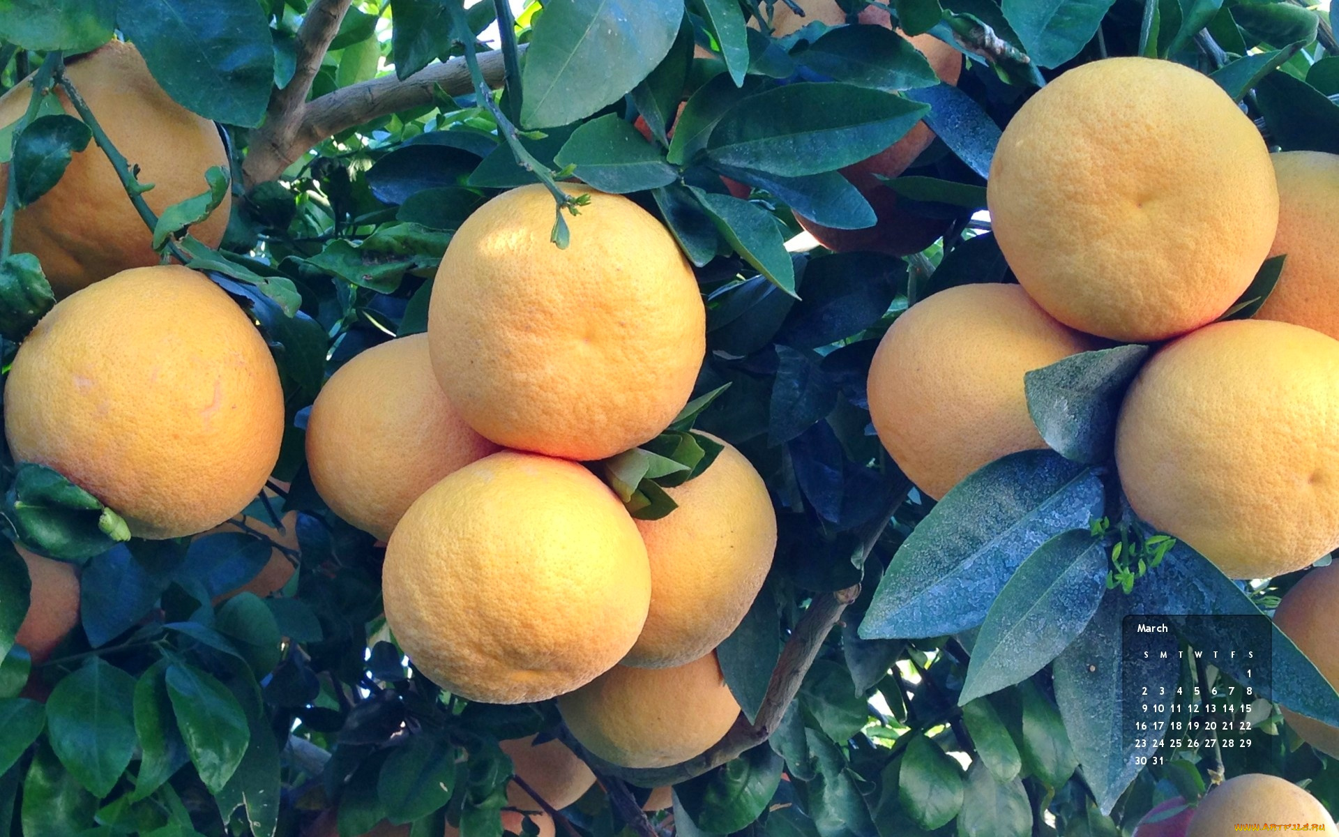 календари, природа, мандарины
