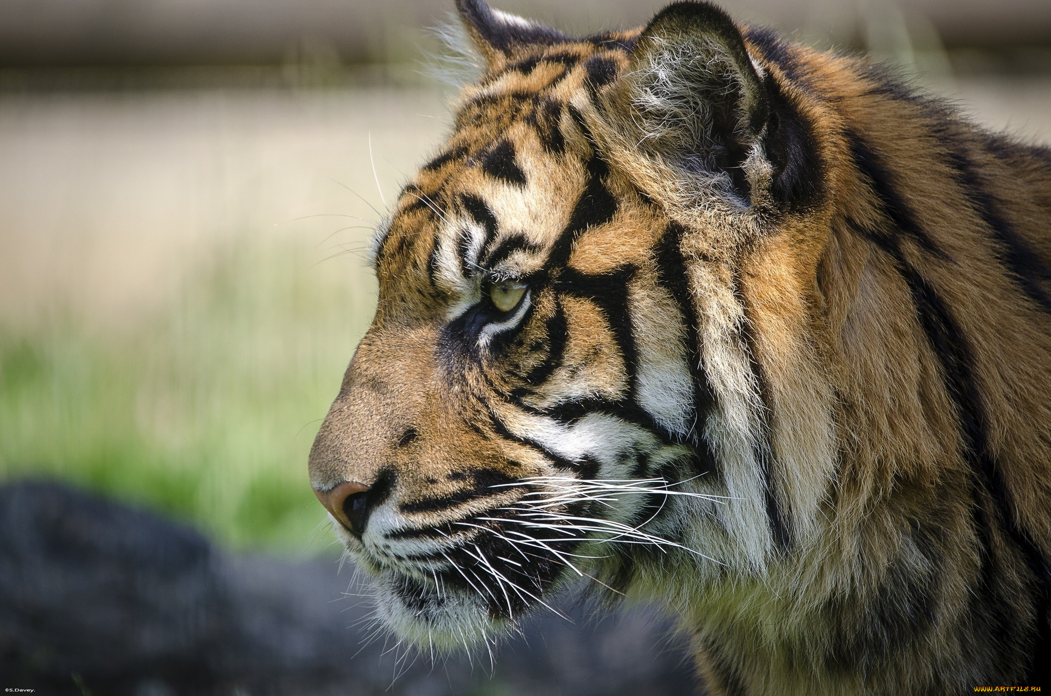 животные, тигры, профиль, морда, кошка