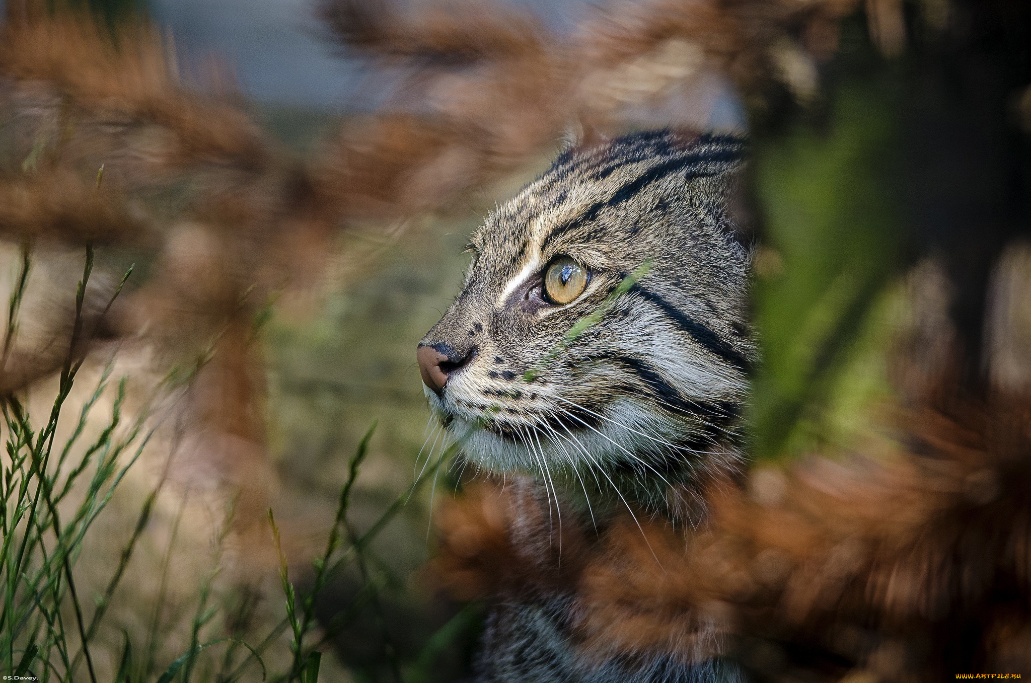 животные, дикие, кошки, трава, профиль, морда, кошка-рыболов
