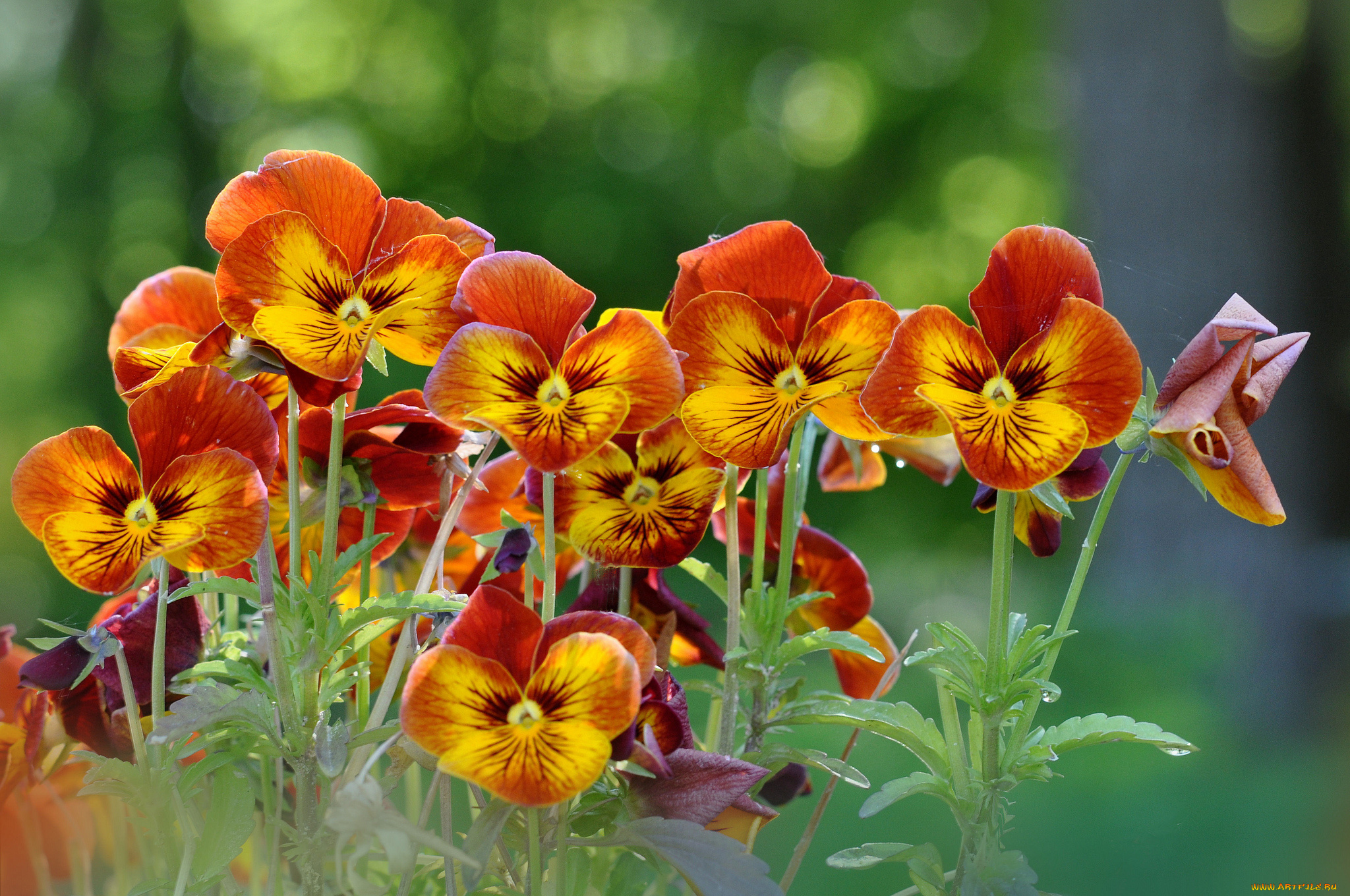 цветы, анютины, глазки, , садовые, фиалки, виола