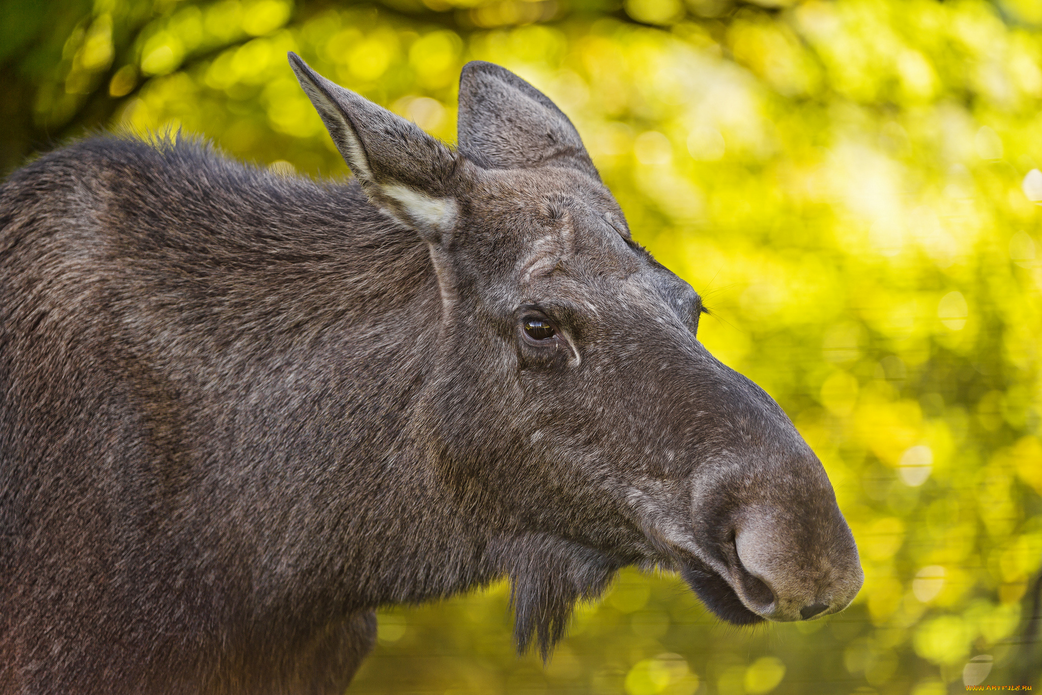 животные, лоси, портрет
