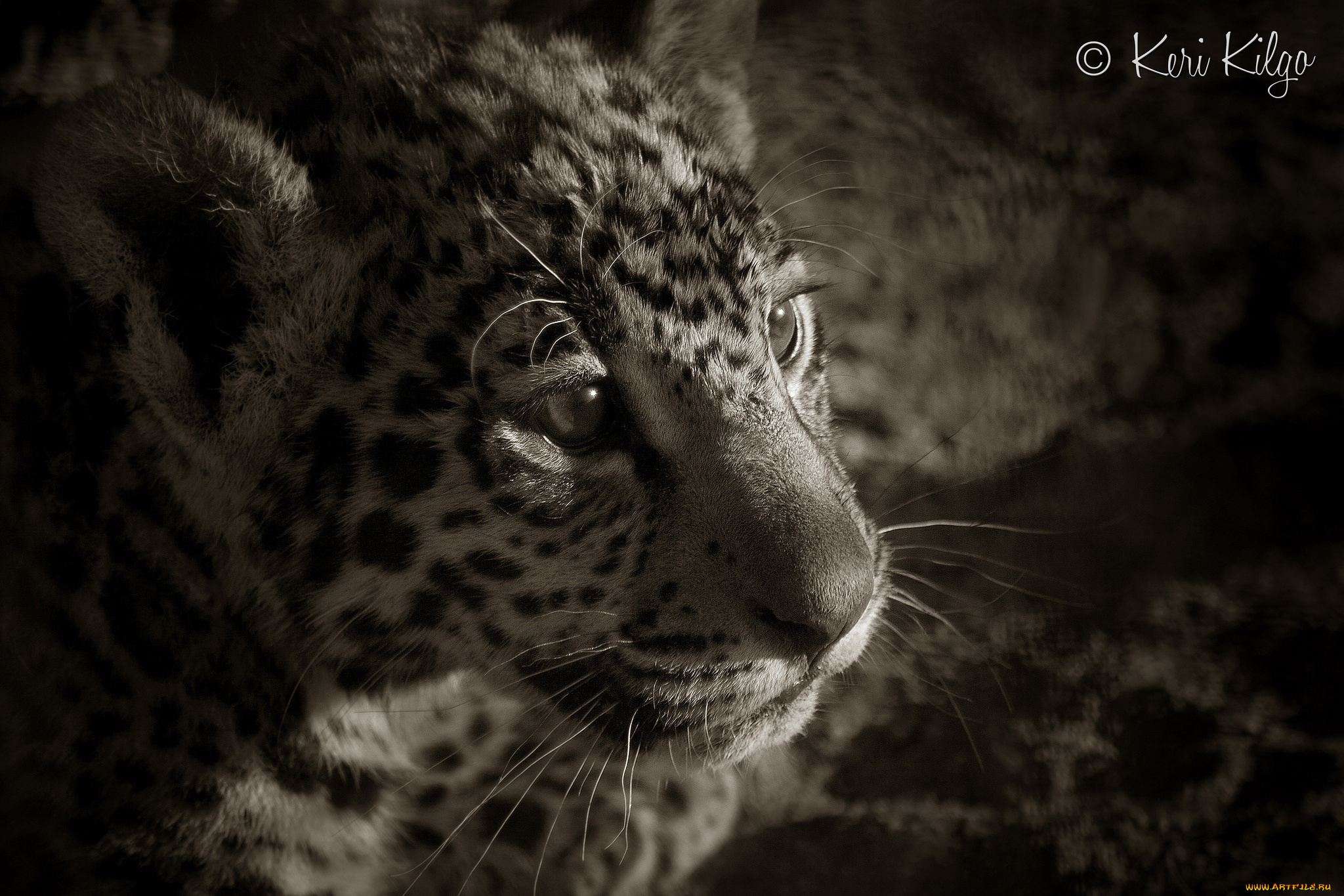 животные, Ягуары, морда, детеныш, котенок