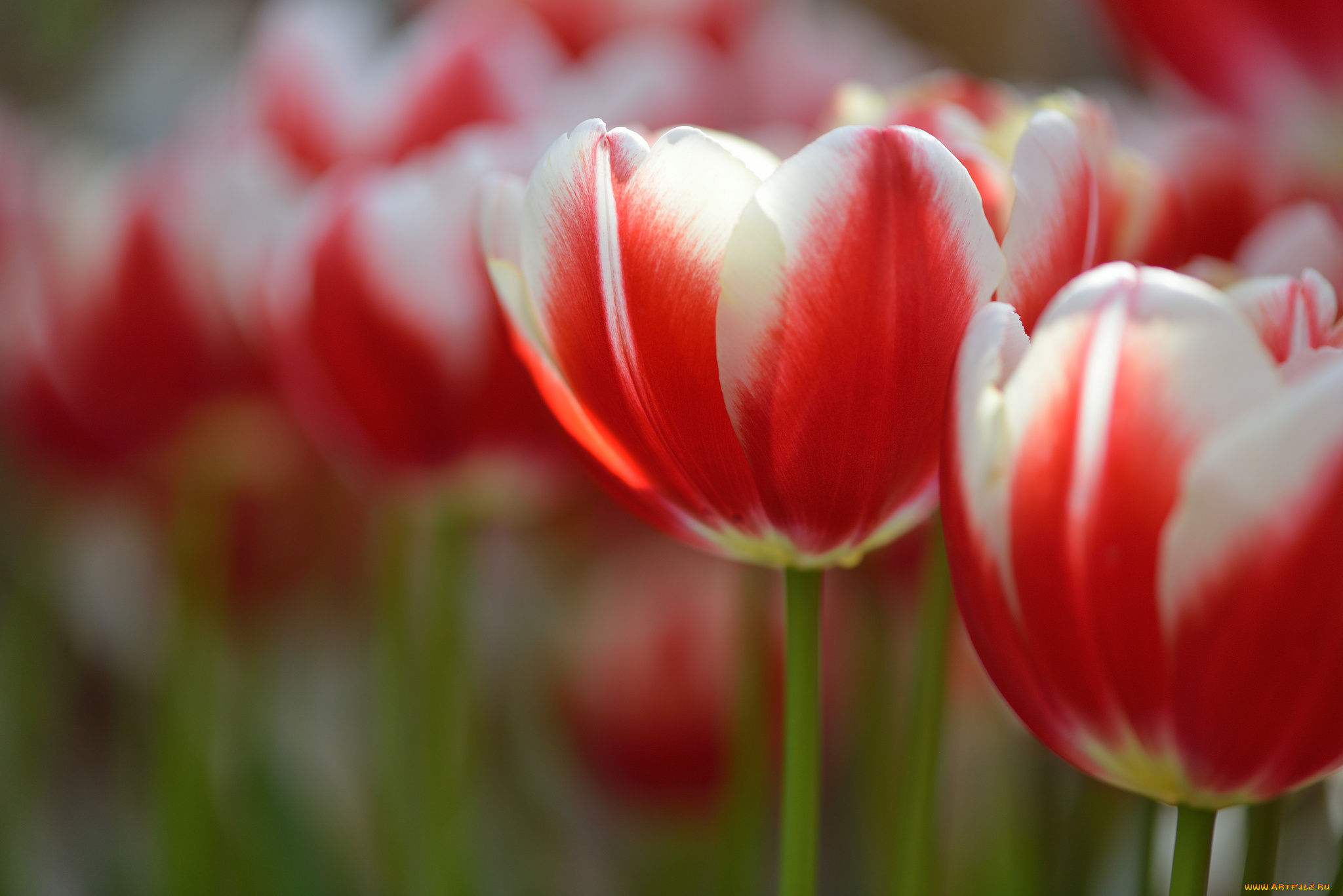 цветы, тюльпаны, пестрый