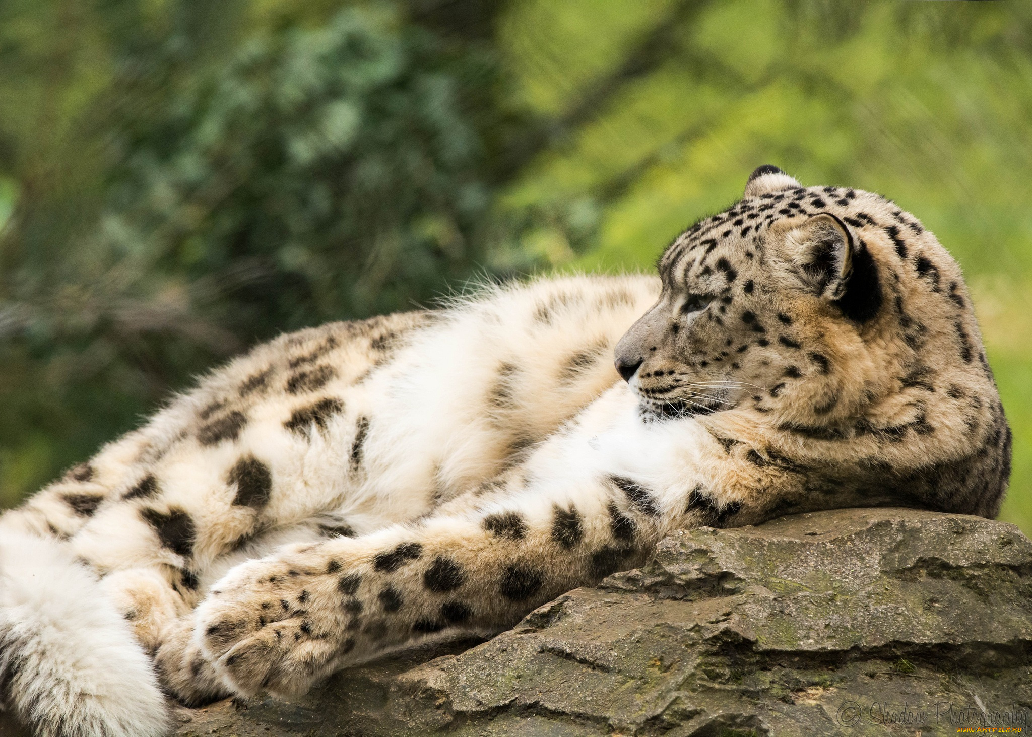 животные, снежный, барс, , ирбис, отдых, профиль, скалы, камни, кошка