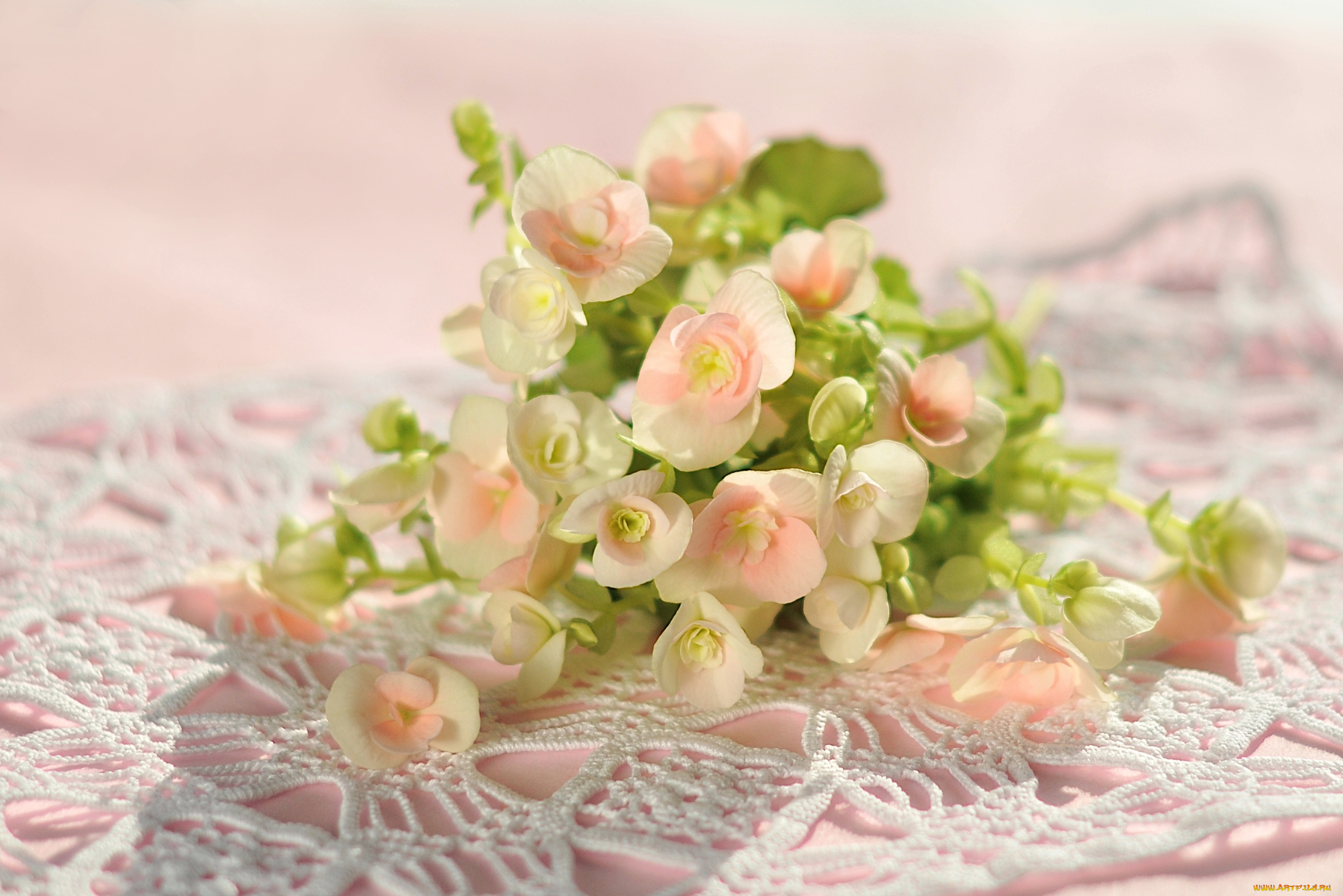 цветы, бегония, розовый