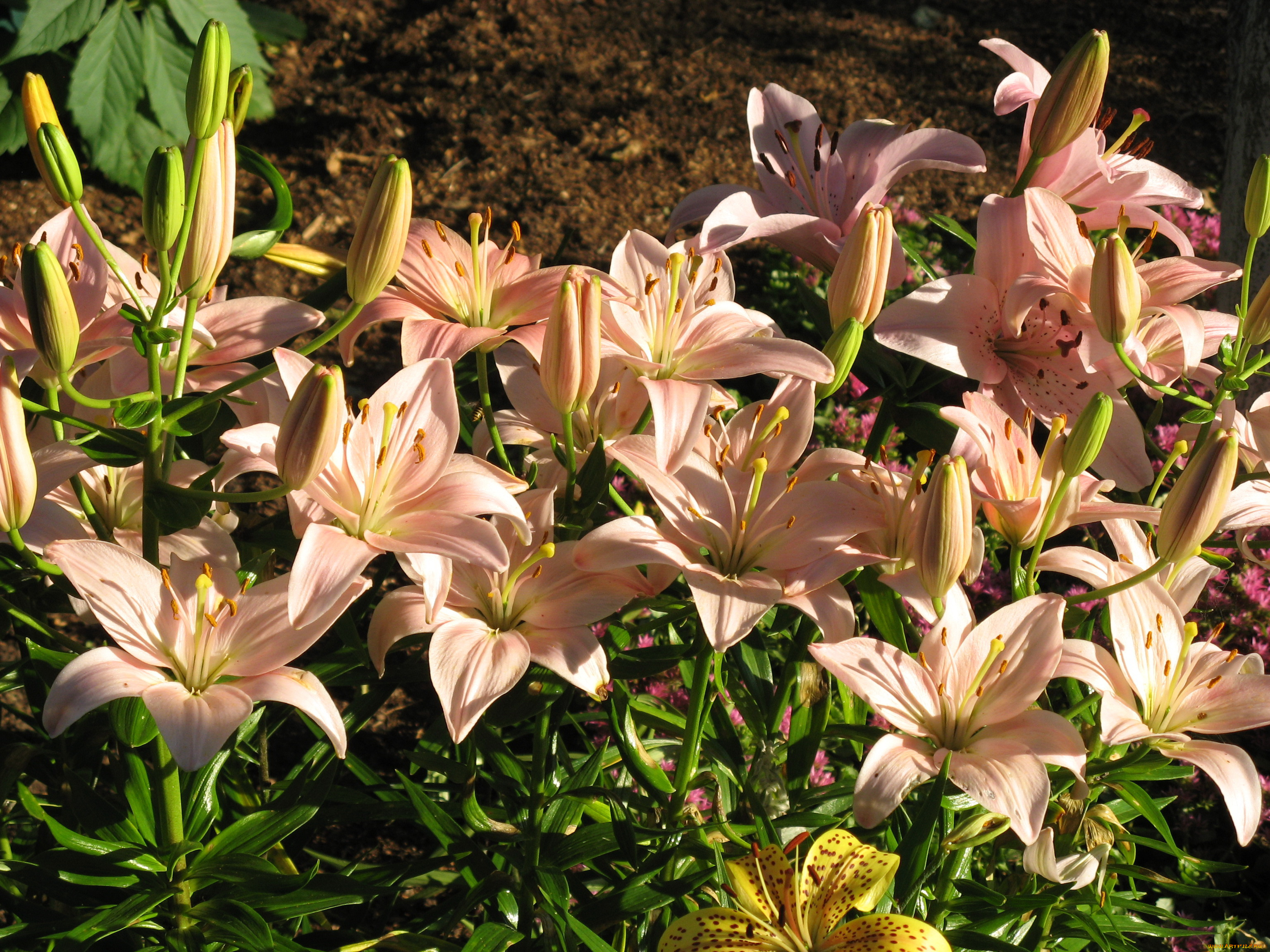 цветы, лилии, , лилейники, сад